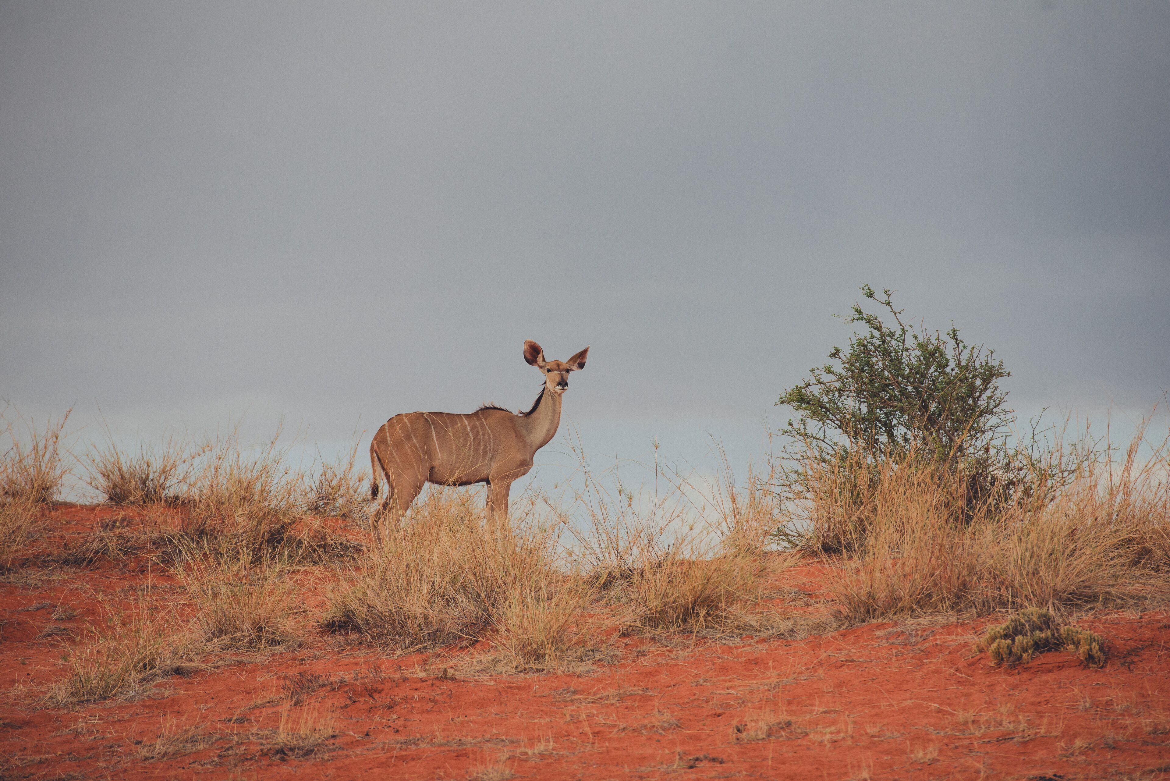 A landscape with a single animal and sparse vegetation.
