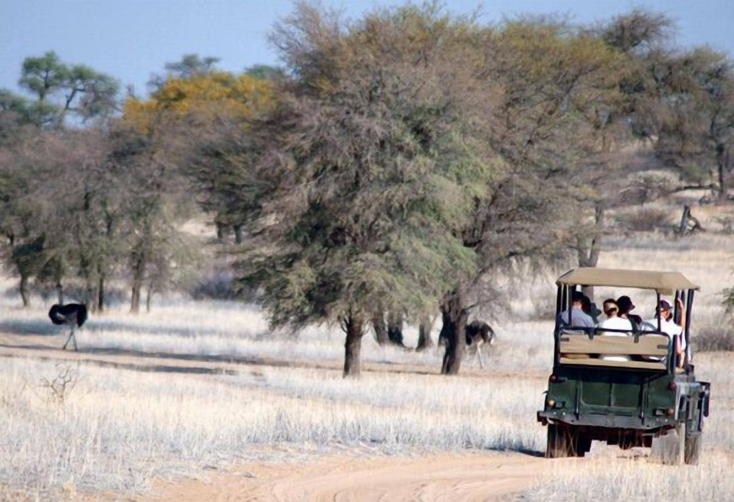 Ein Safari-Fahrzeug mit Fahrgästen, einem Baum und einem Strauß in einer trockenen Graslandschaft.