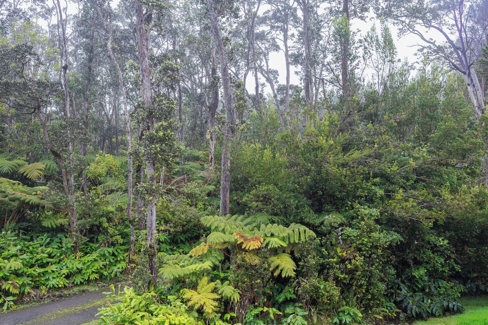 A dense forest with tall trees and ferns.