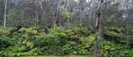 A dense forest with a variety of trees and ferns.