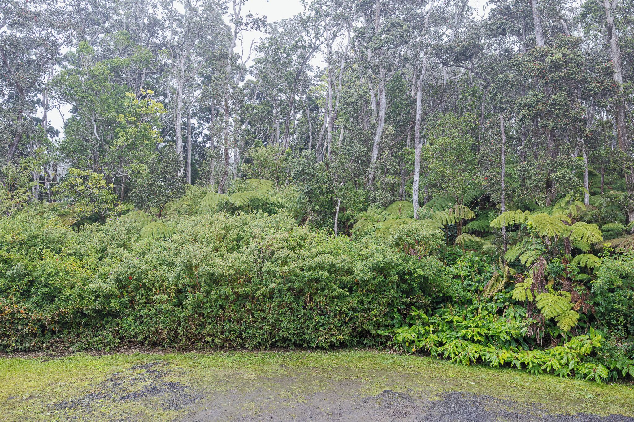 A dense forest with tall trees and thick underbrush.