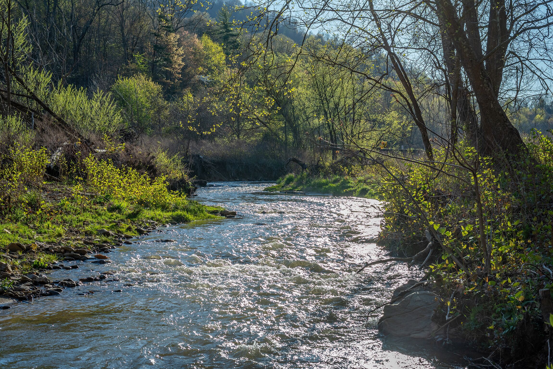 A river flowing through a forested area with dense vegetation and trees.