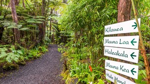 A forest path with directional signs pointing to various destinations. - Volcano Village Lodge (Volcano)