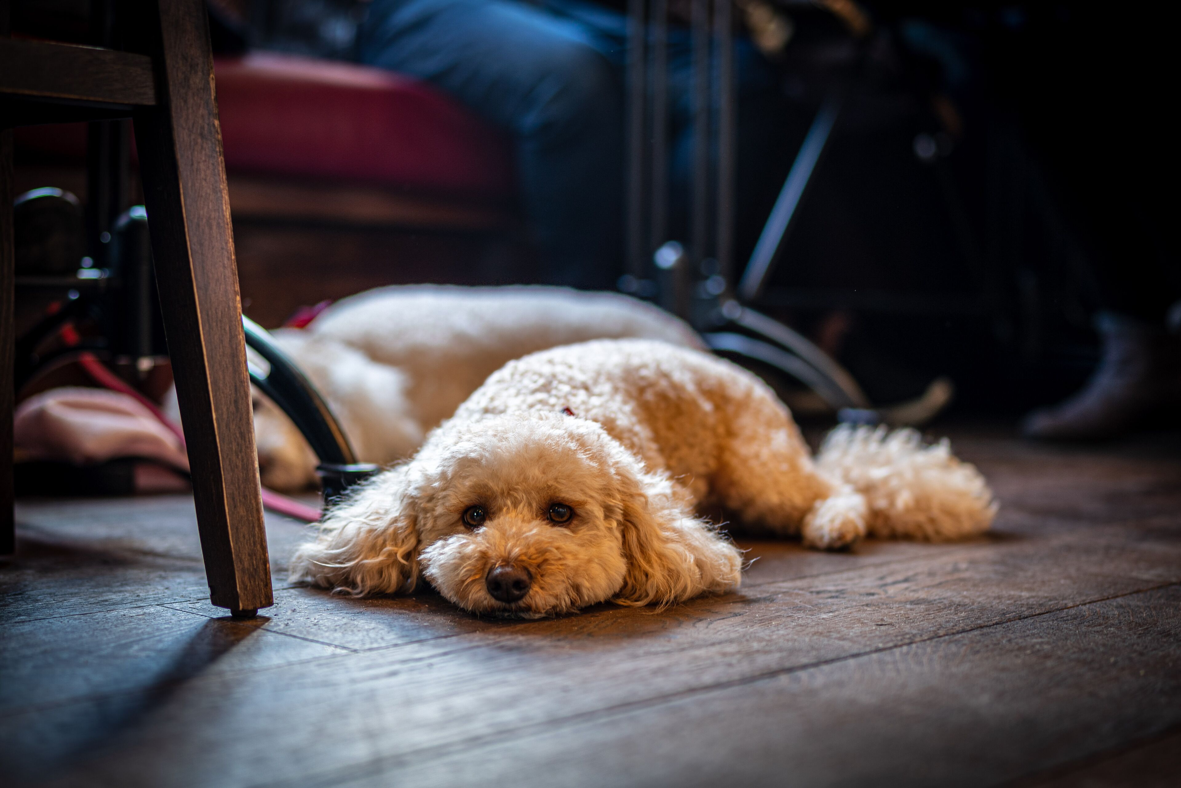 Foto - The Crown Inn