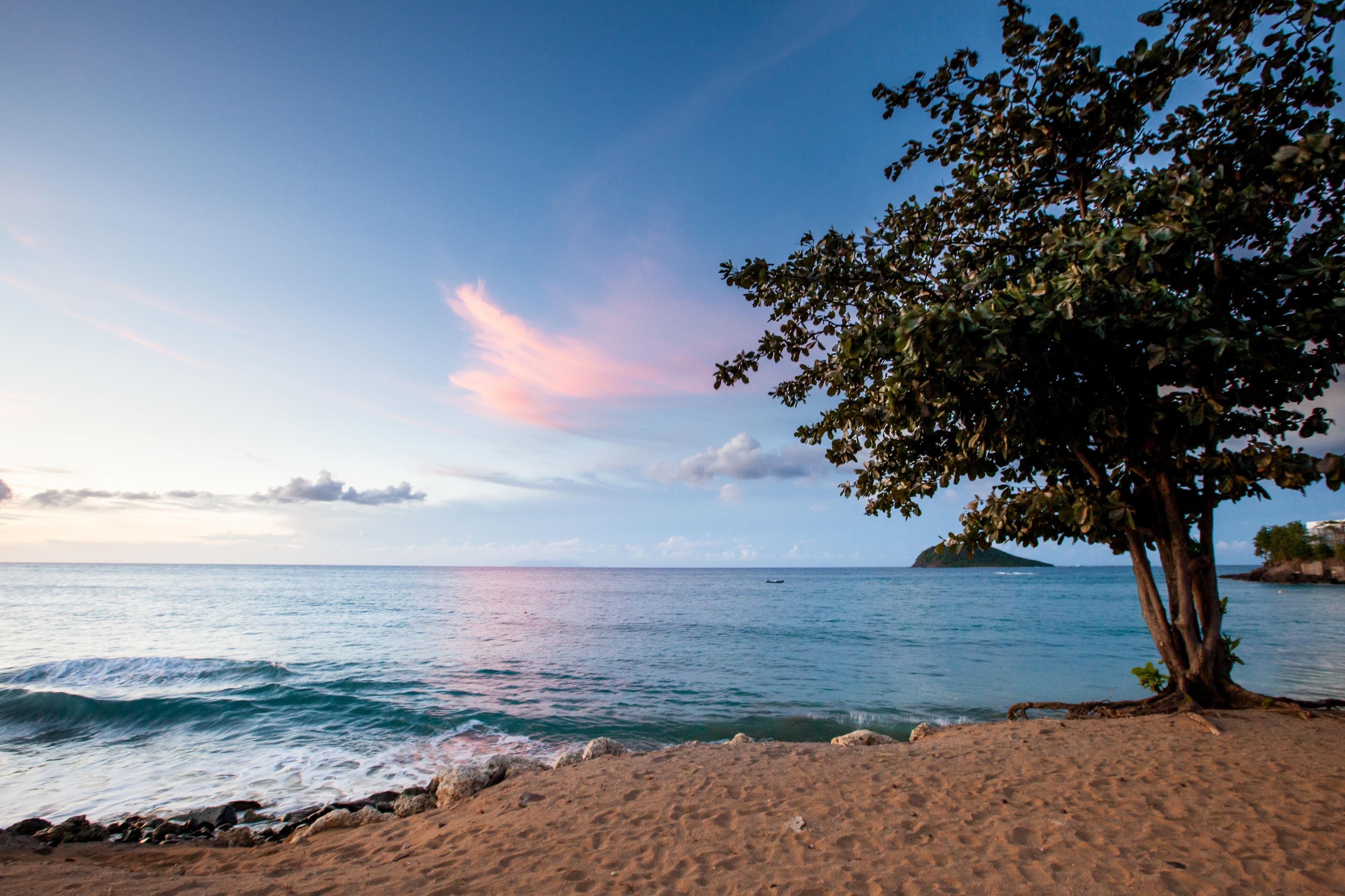 Une plage avec un arbre et une mer calme.