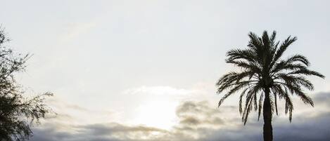 Un camí pavimentat amb una palmera i un ciclista al fons.