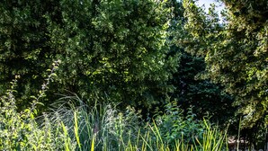 A garden with a variety of plants and a small pond.
