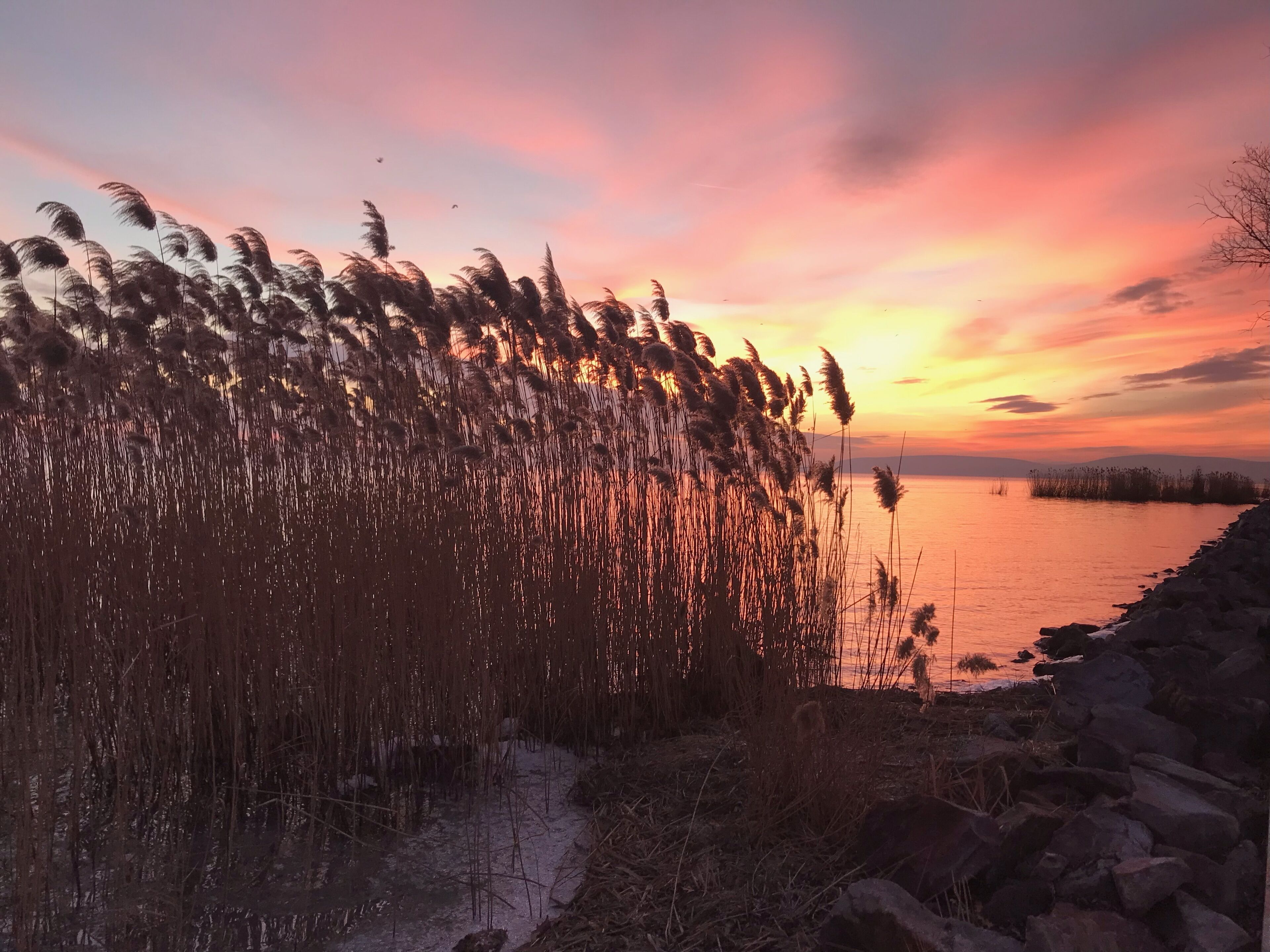 A sunset view with tall grasses and a rocky shoreline.