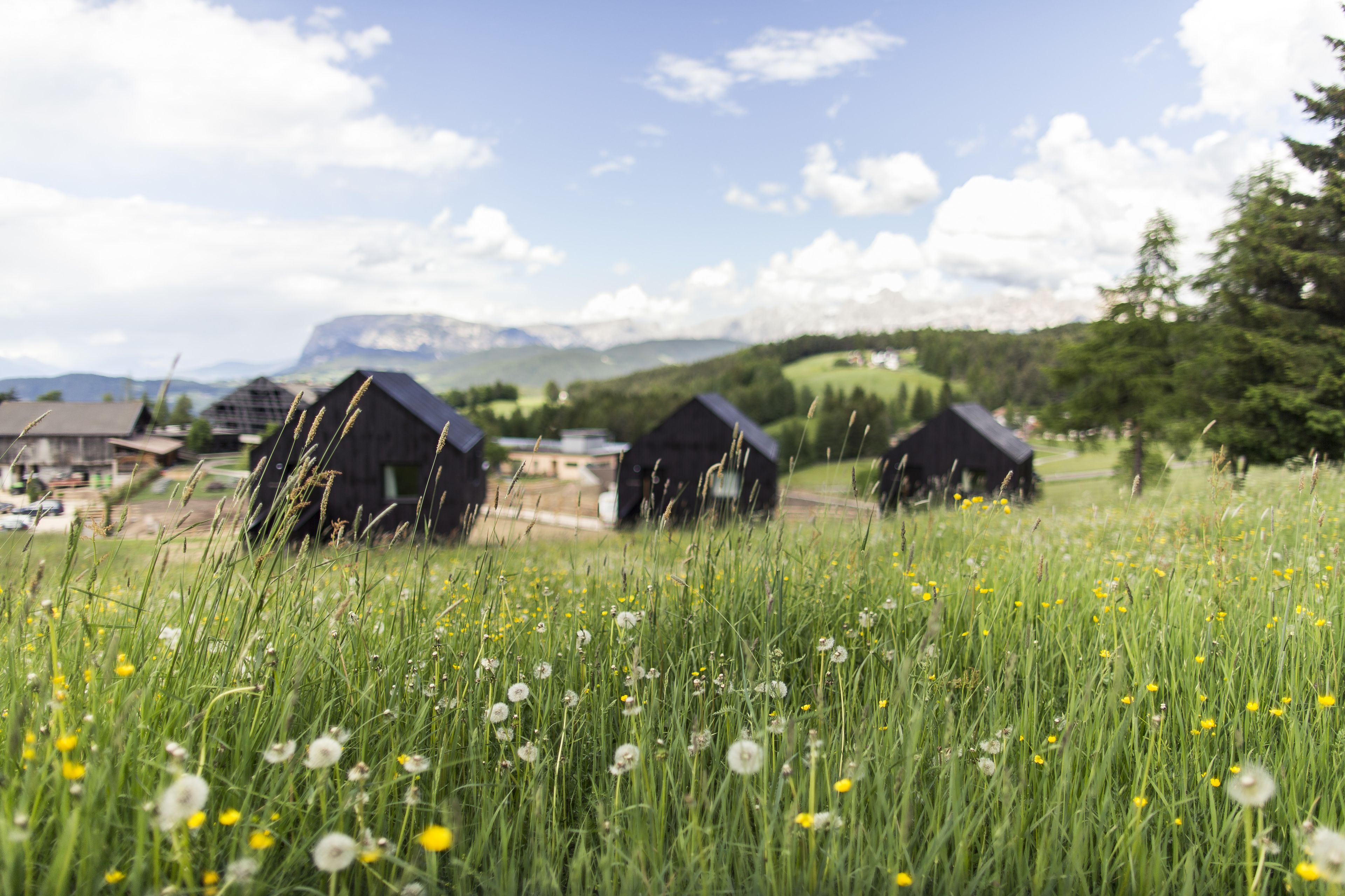 Een landelijk landschap met drie zwarte schuren en een veld vol gras en paardenbloemen.