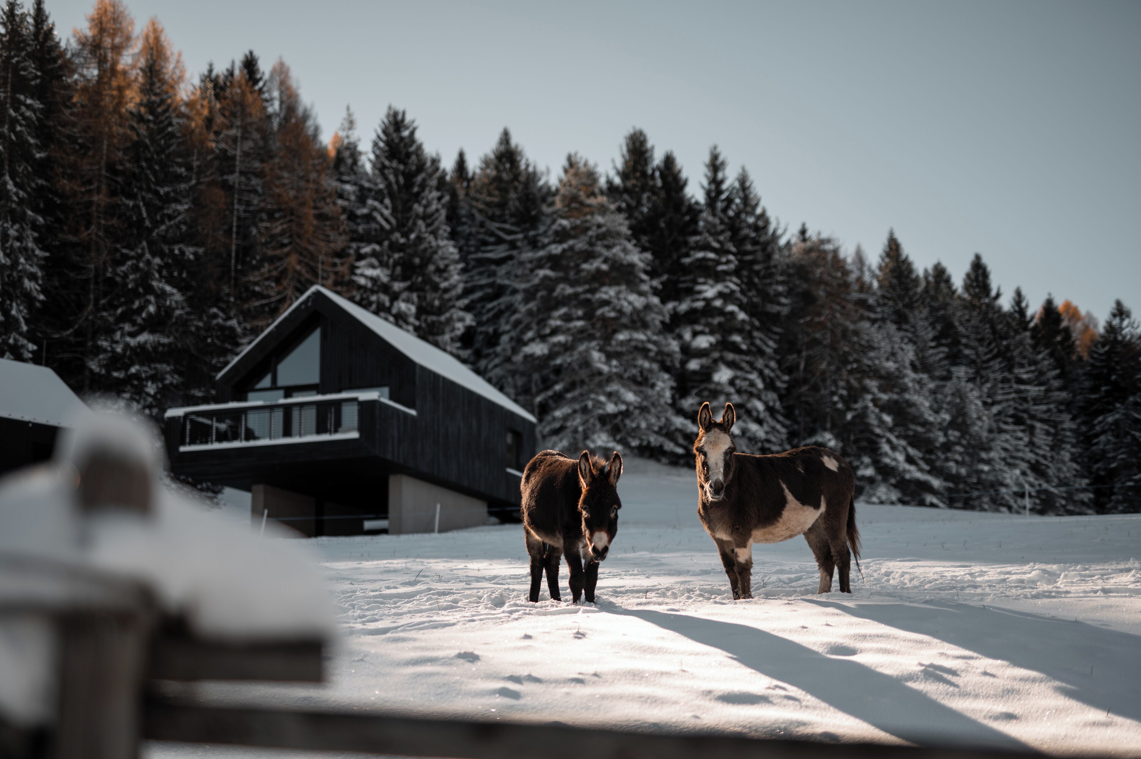 Dos caballos en un paisaje nevado con una cabaña de madera al fondo.
