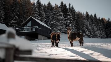 Dos caballos en un paisaje nevado con una cabaña de madera al fondo.