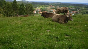 Paisaje rural con vacas pastando en una colina cubierta de hierba, con vistas a un pueblo con casas y árboles.