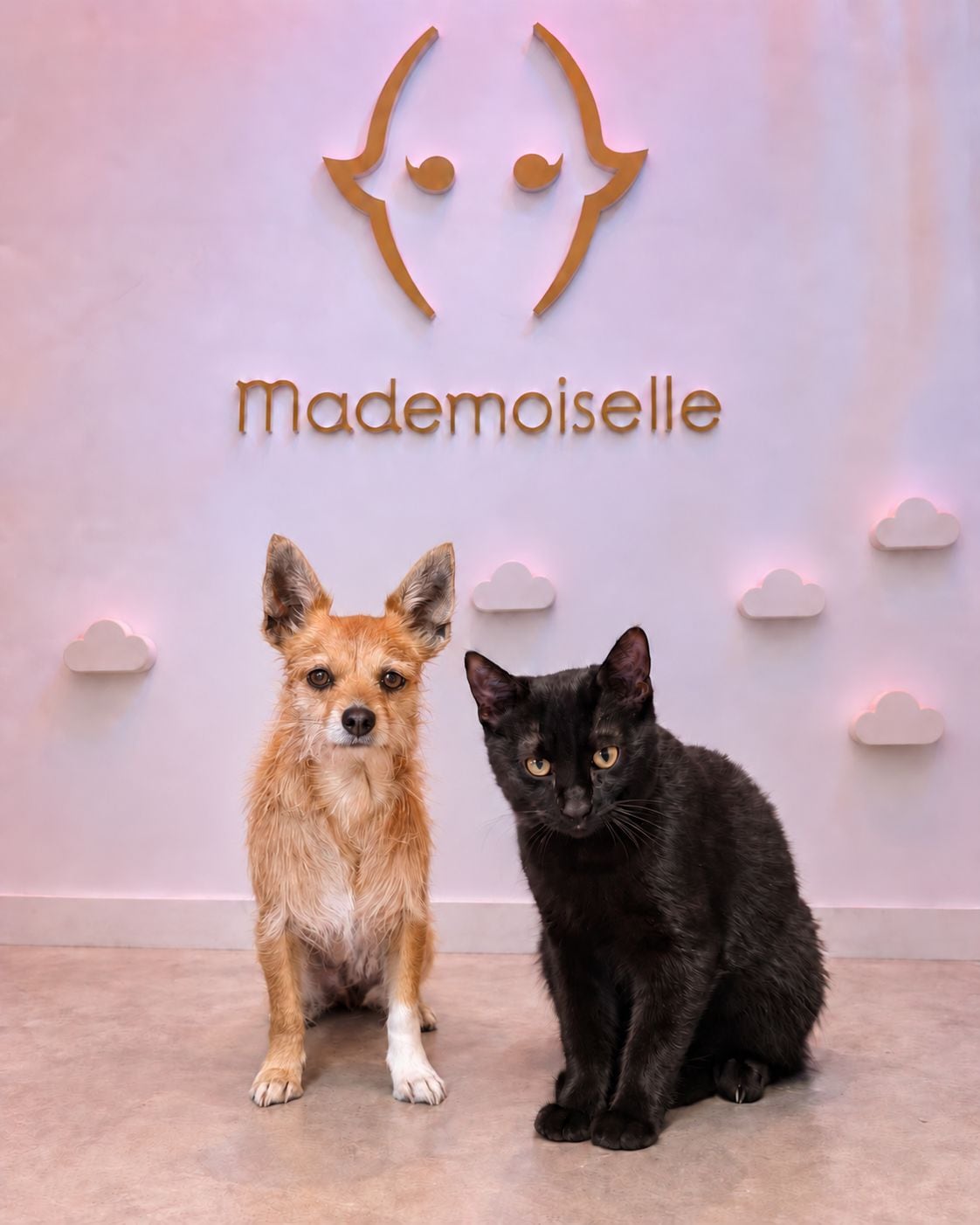 Foto - Hotel Mademoiselle