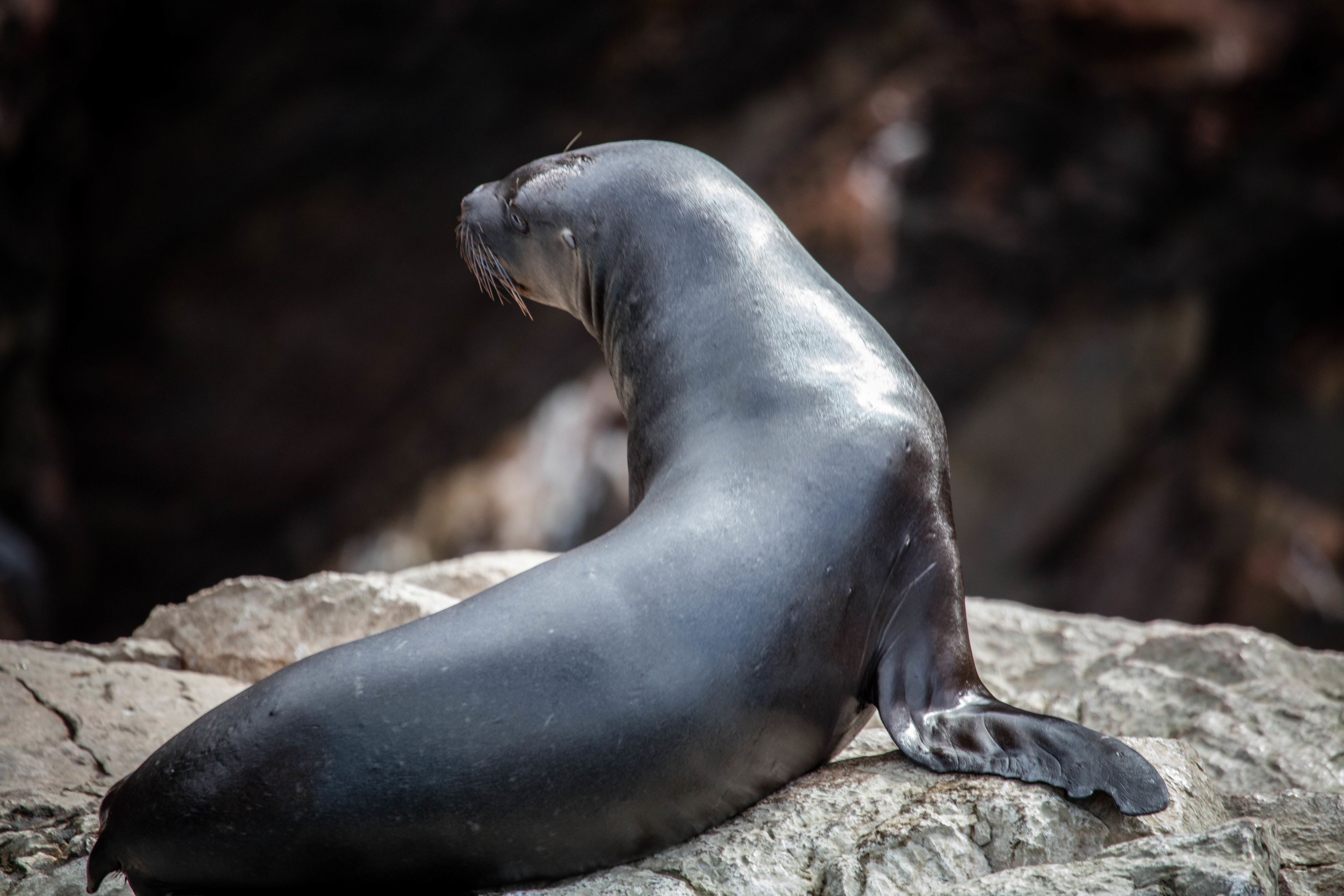 A seal resting on a rock.