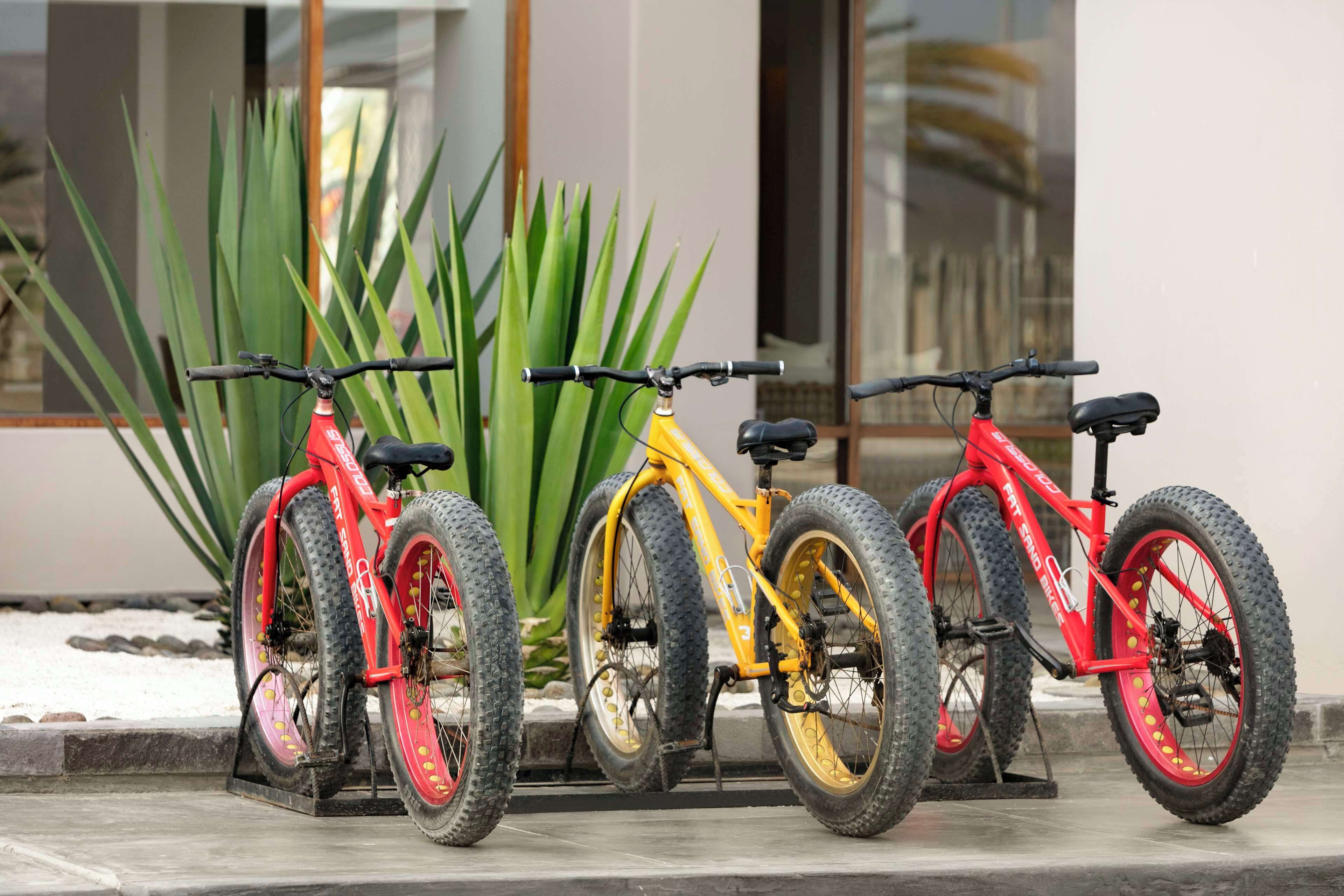 Trois vélos sont garés devant un immeuble, avec de grandes plantes vertes devant.