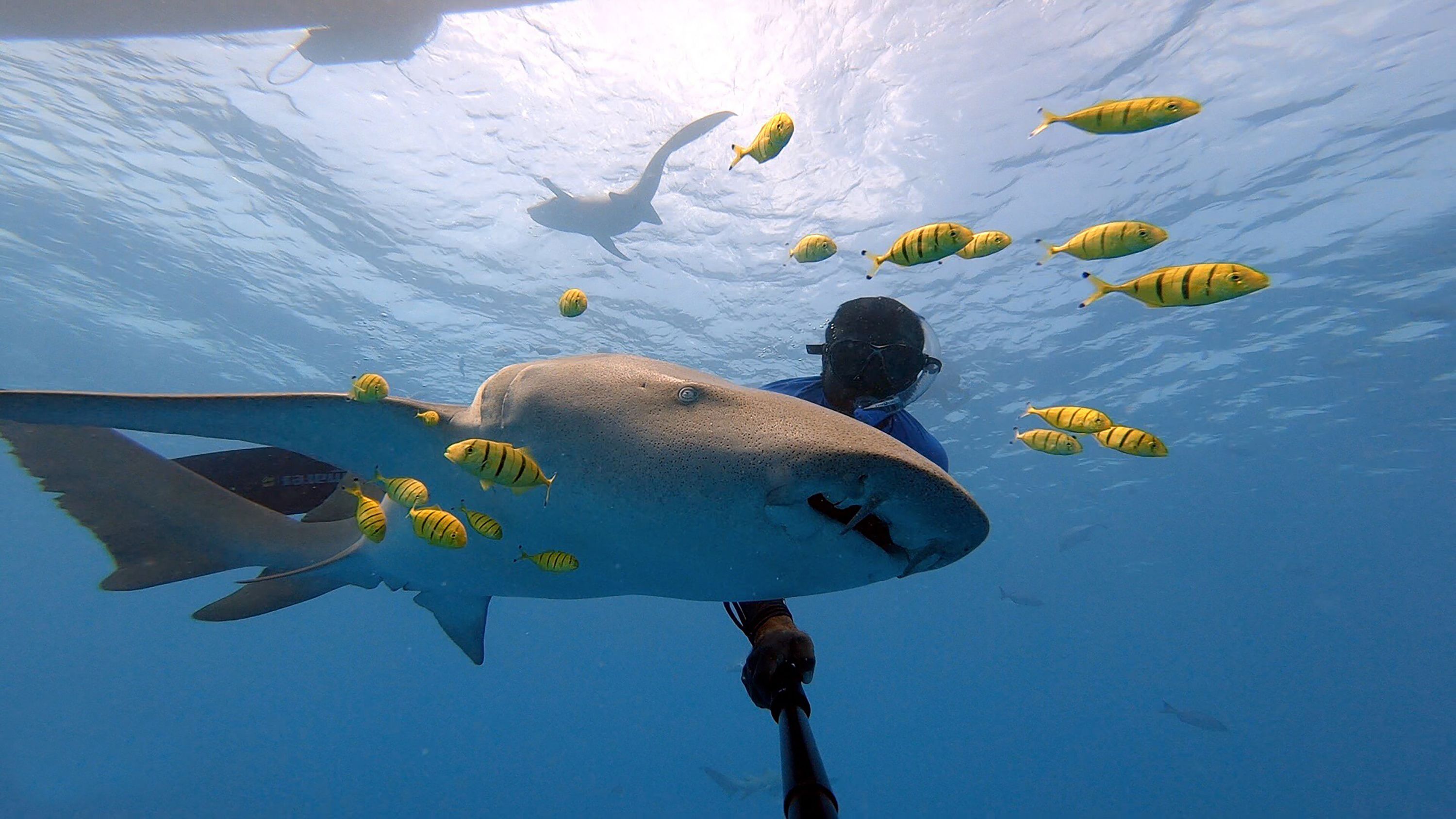 A diver swimming with a shark and yellow fish in clear blue water.