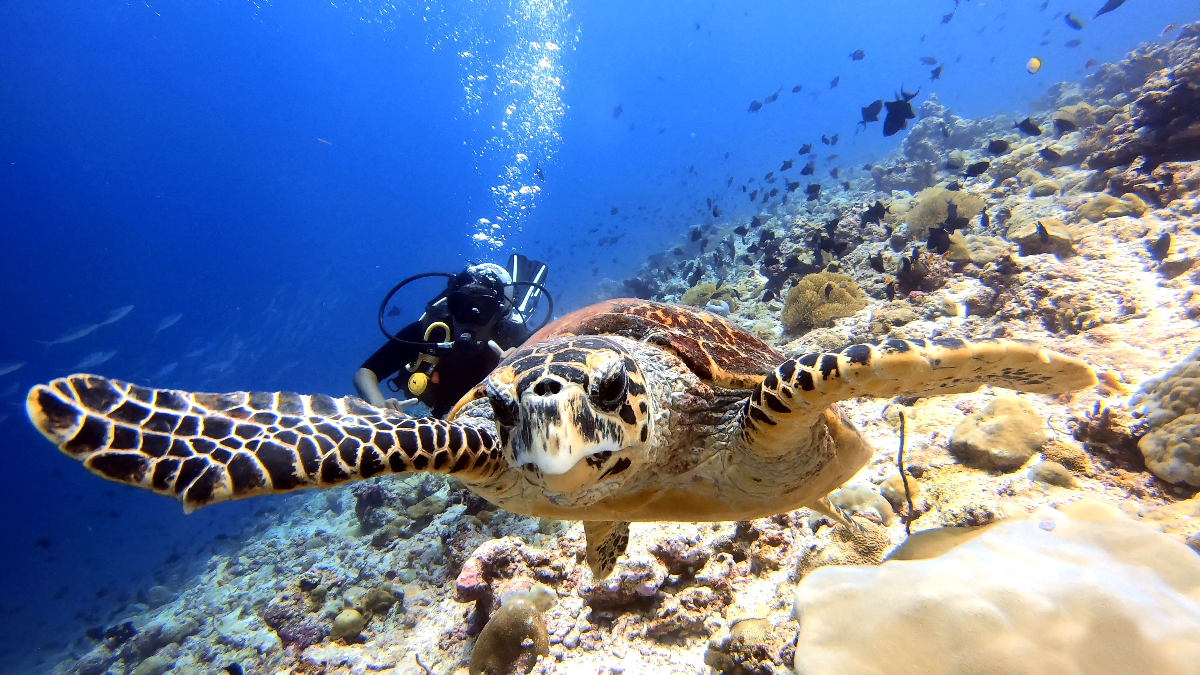 Une tortue de mer nageant près d’un plongeur dans un environnement sous-marin clair, parsemé de formations coralliennes.