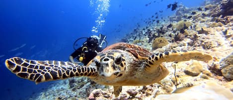 Une tortue de mer nageant près d’un plongeur dans un environnement sous-marin clair, parsemé de formations coralliennes.