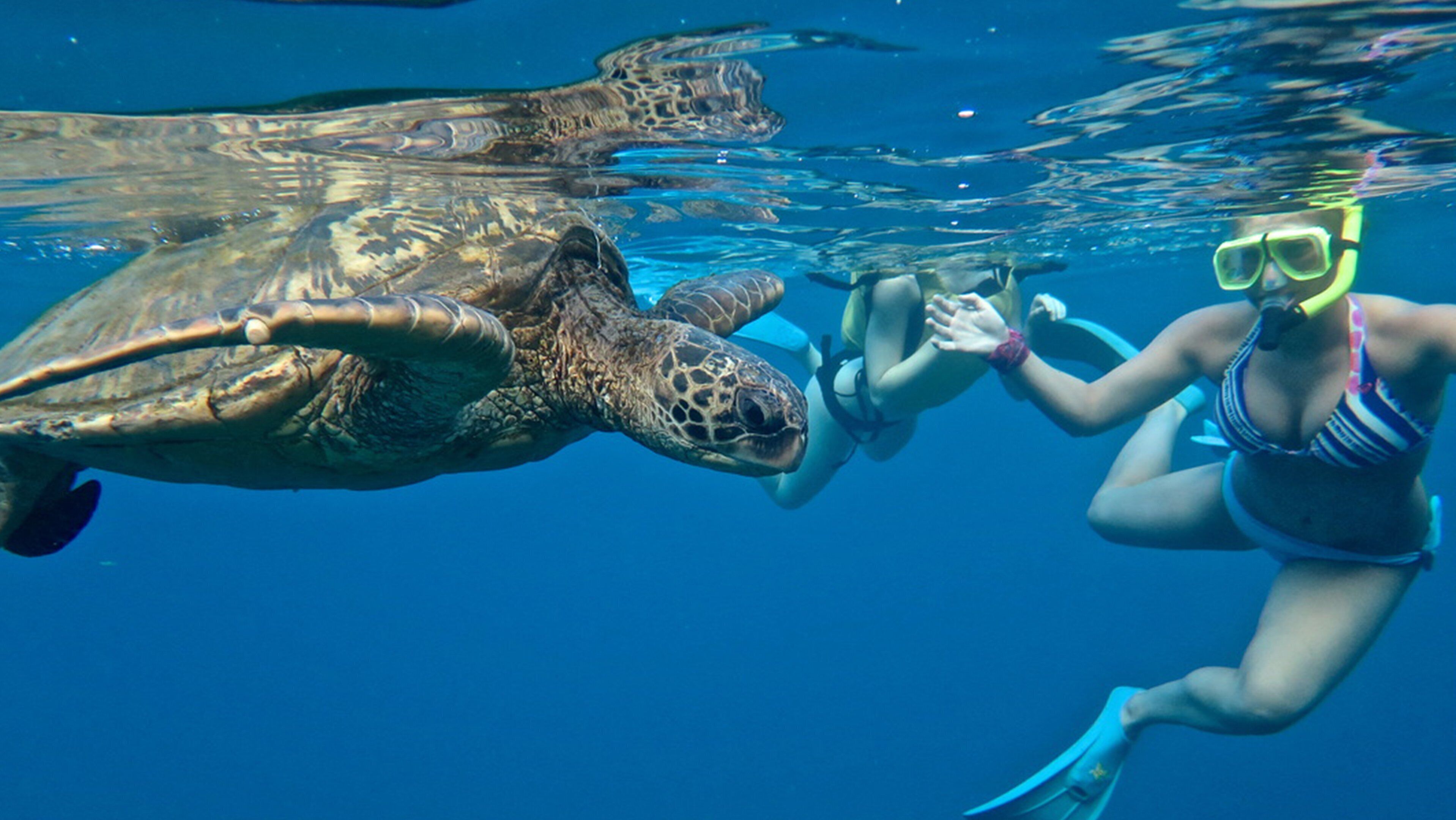 A diver swimming with a sea turtle.