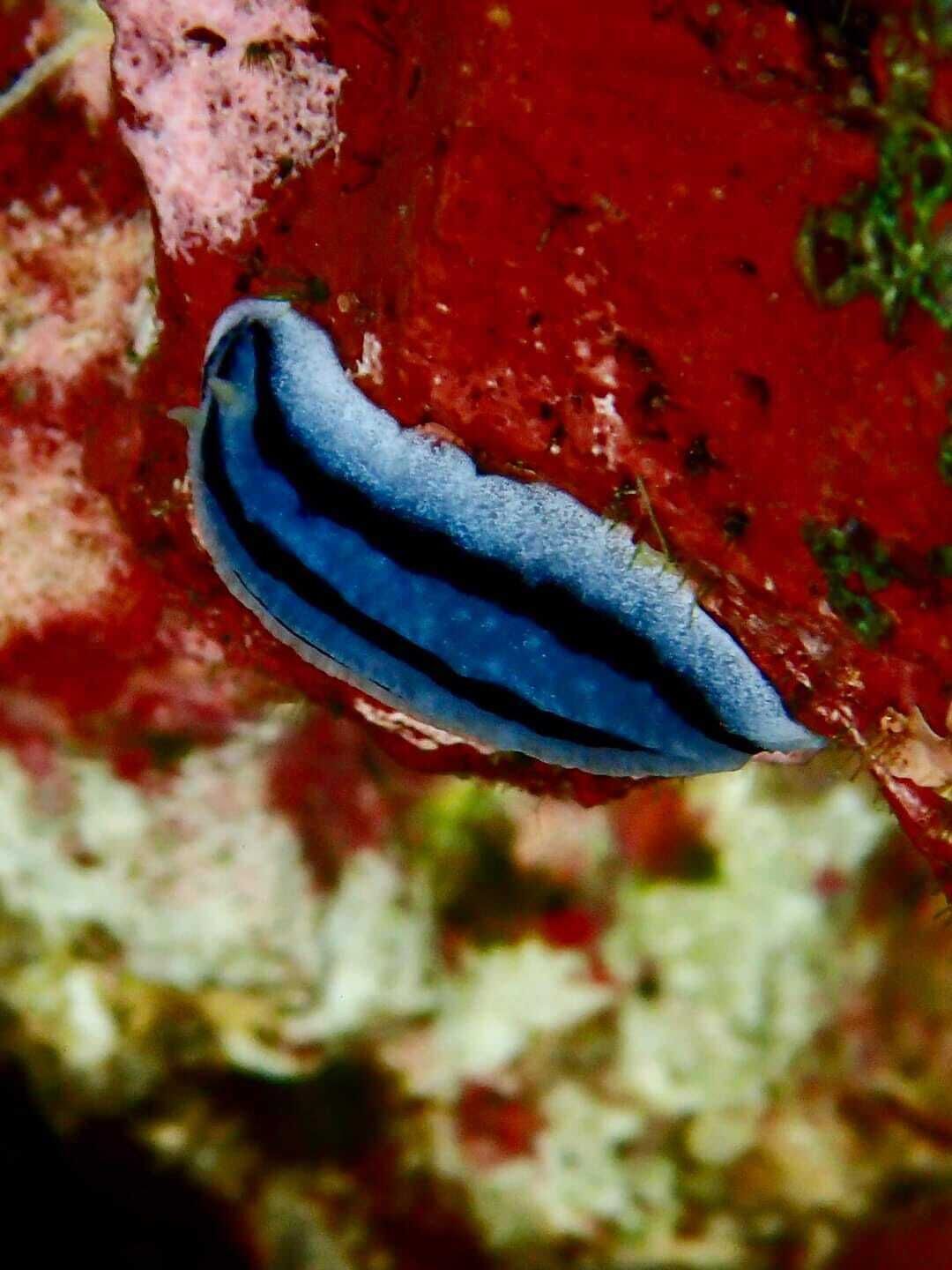 Primer plano de un objeto azul con textura lisa, posiblemente un equipo o elemento natural, sobre un fondo rojo y verde.