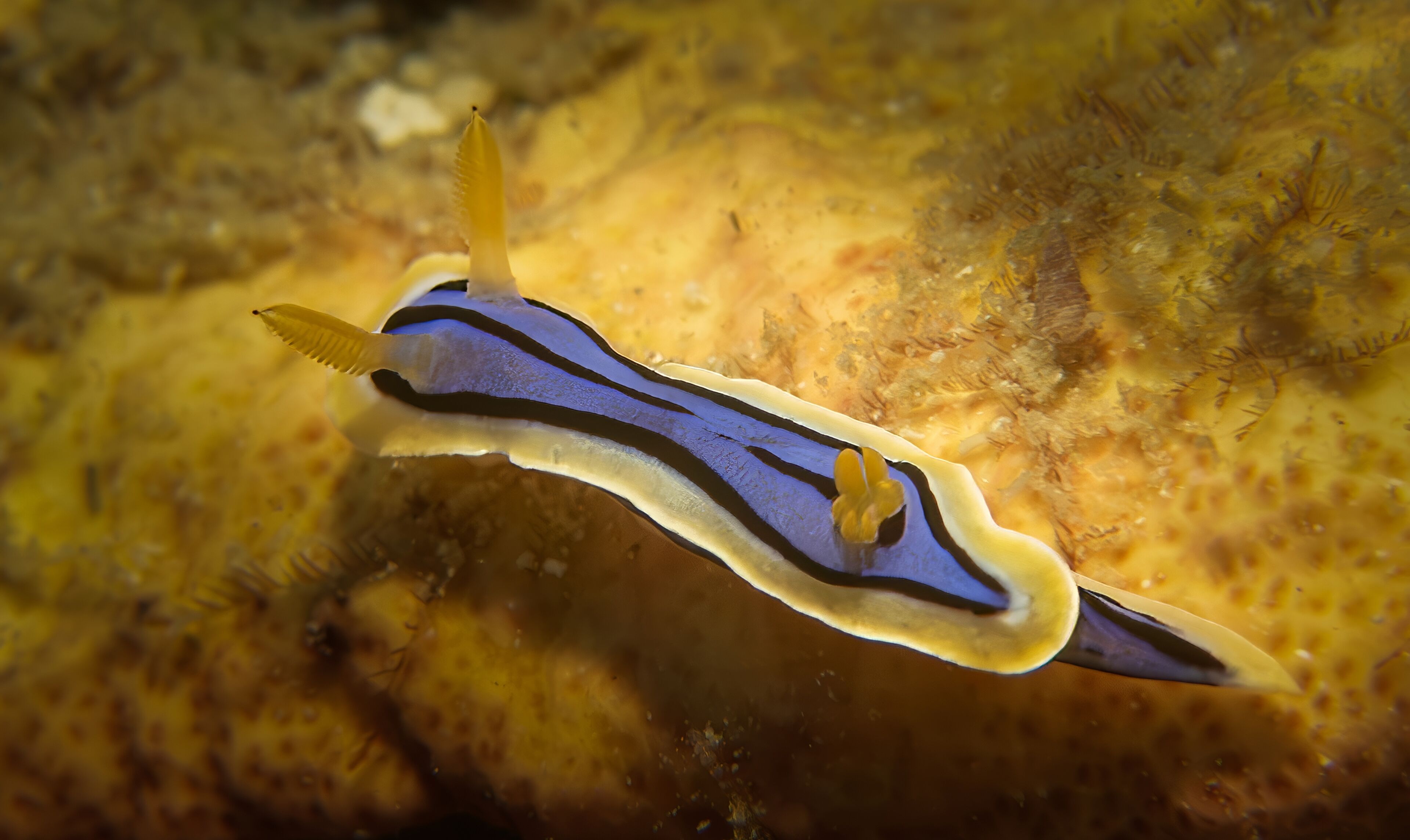 Une créature marine au corps fuselé et à la coloration jaune et bleue, nageant dans un environnement sous-marin dont le fond est rocheux.