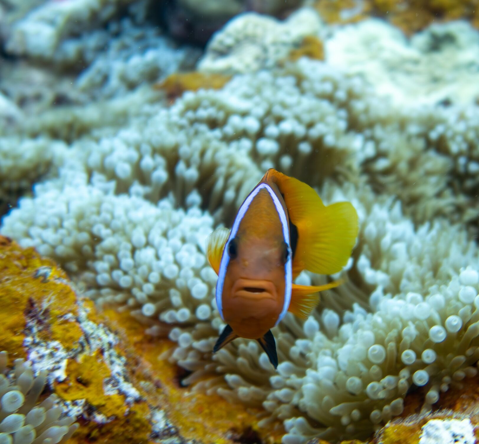 Um peixe com cauda amarela e listras brancas nadando perto de um recife de coral.