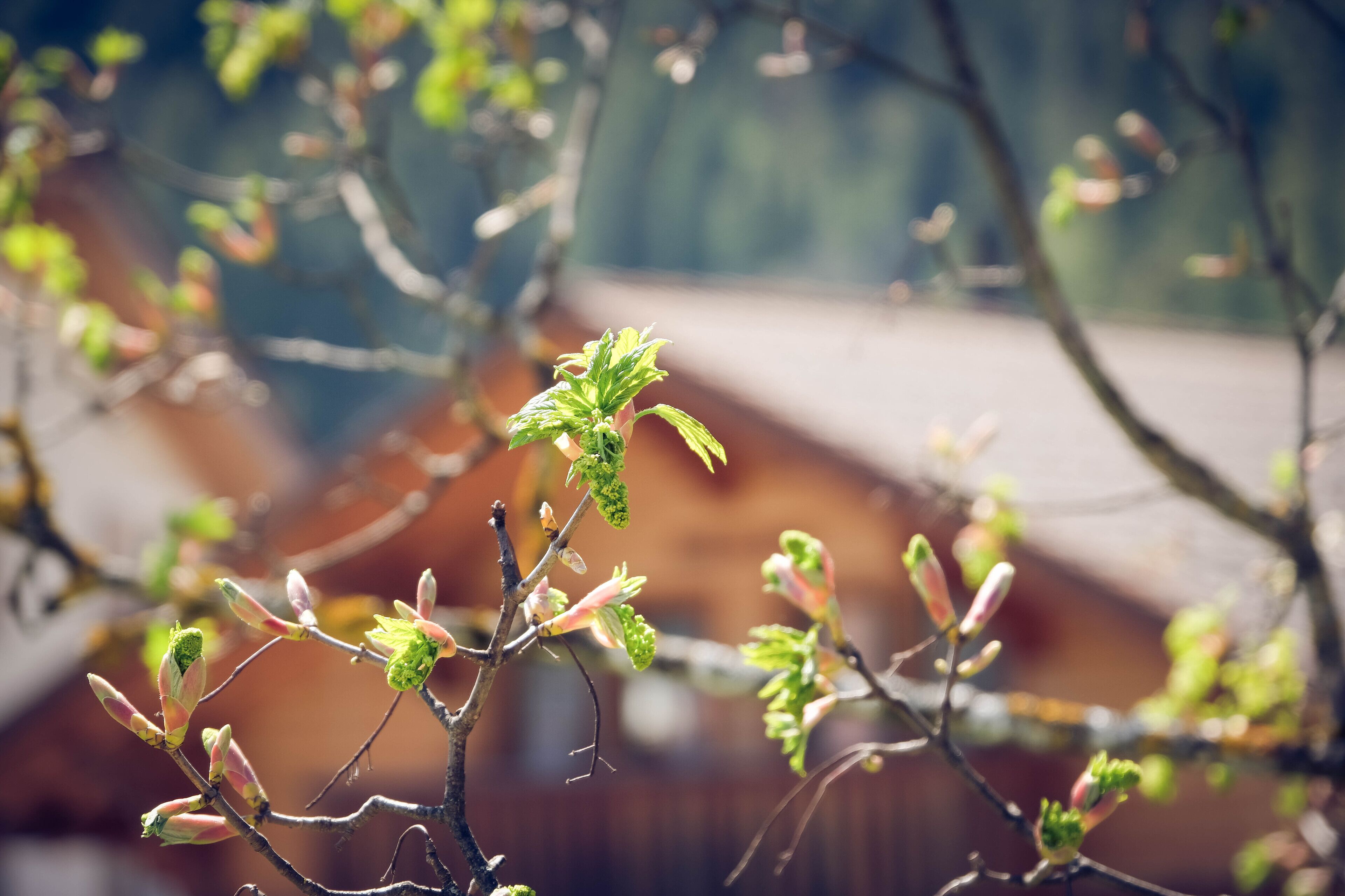 single room | desk, free cots/infant beds, free wifi, bed sheets