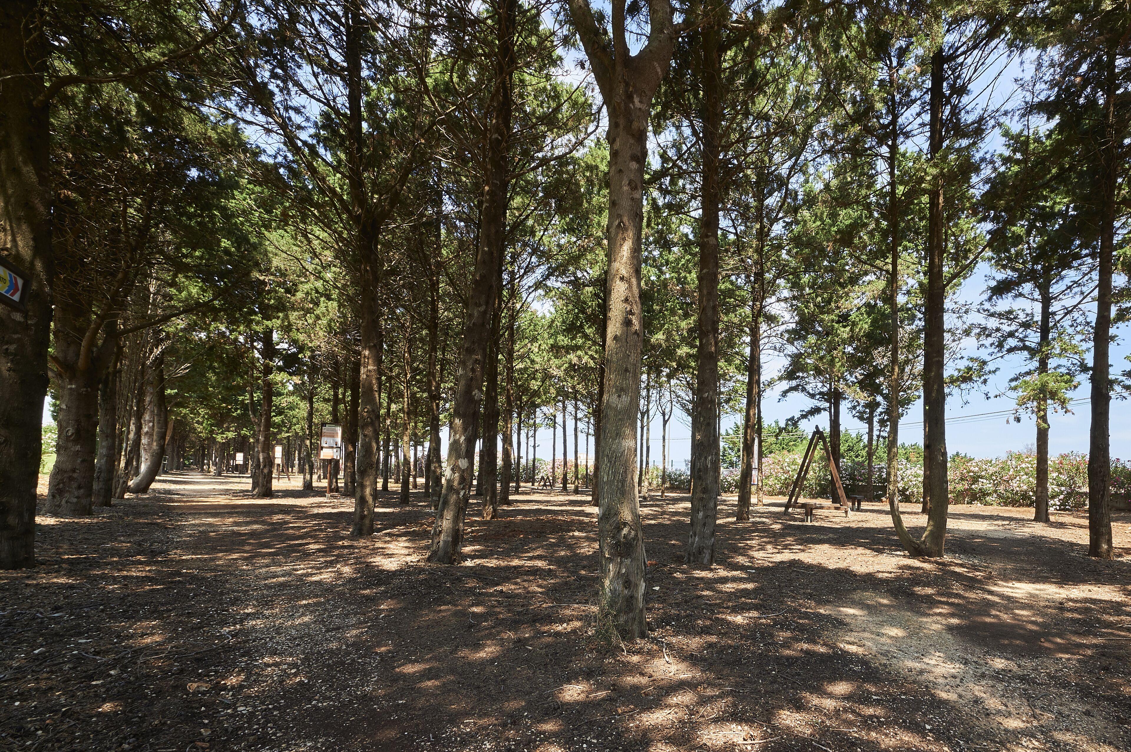 Une zone boisée avec de grands arbres et un sentier de terre.