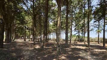 Une zone boisée avec de grands arbres et un sentier de terre.