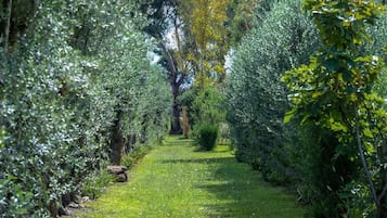 Un sentiero che si snoda attraverso un giardino, fiancheggiato da fitta vegetazione.
