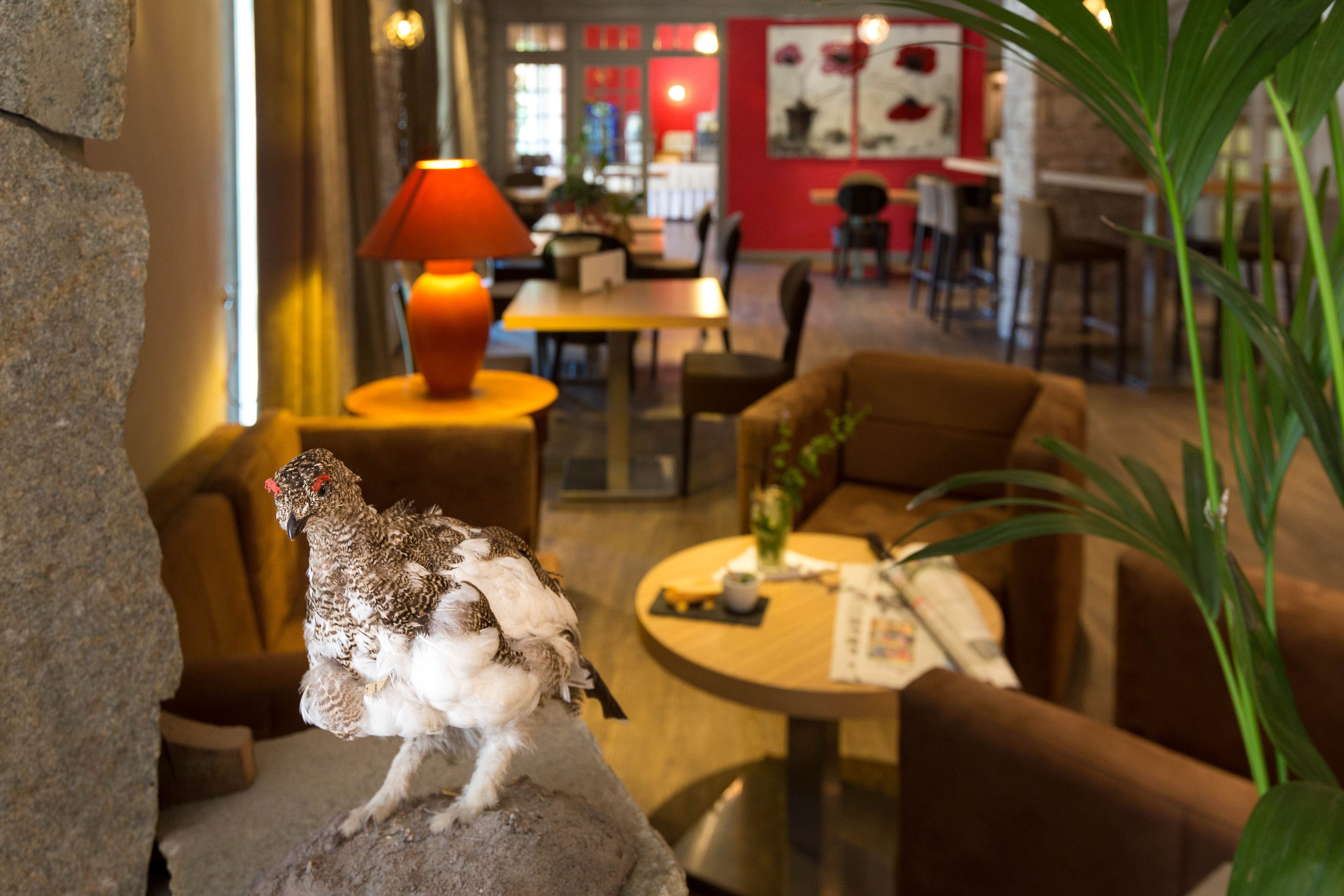 A bird on a rock in a room with a table, chairs, and a lamp.