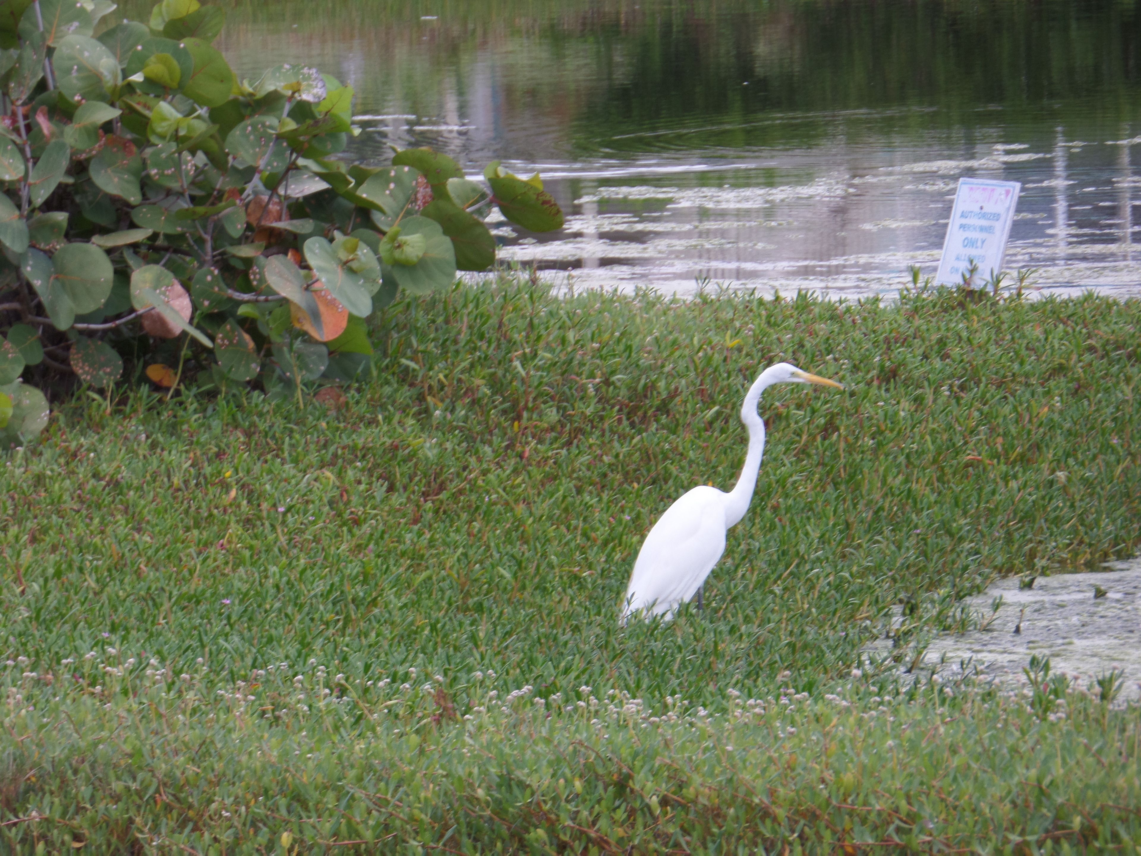 A white heron standing in a grassy area near a body of water with a sign in the background.