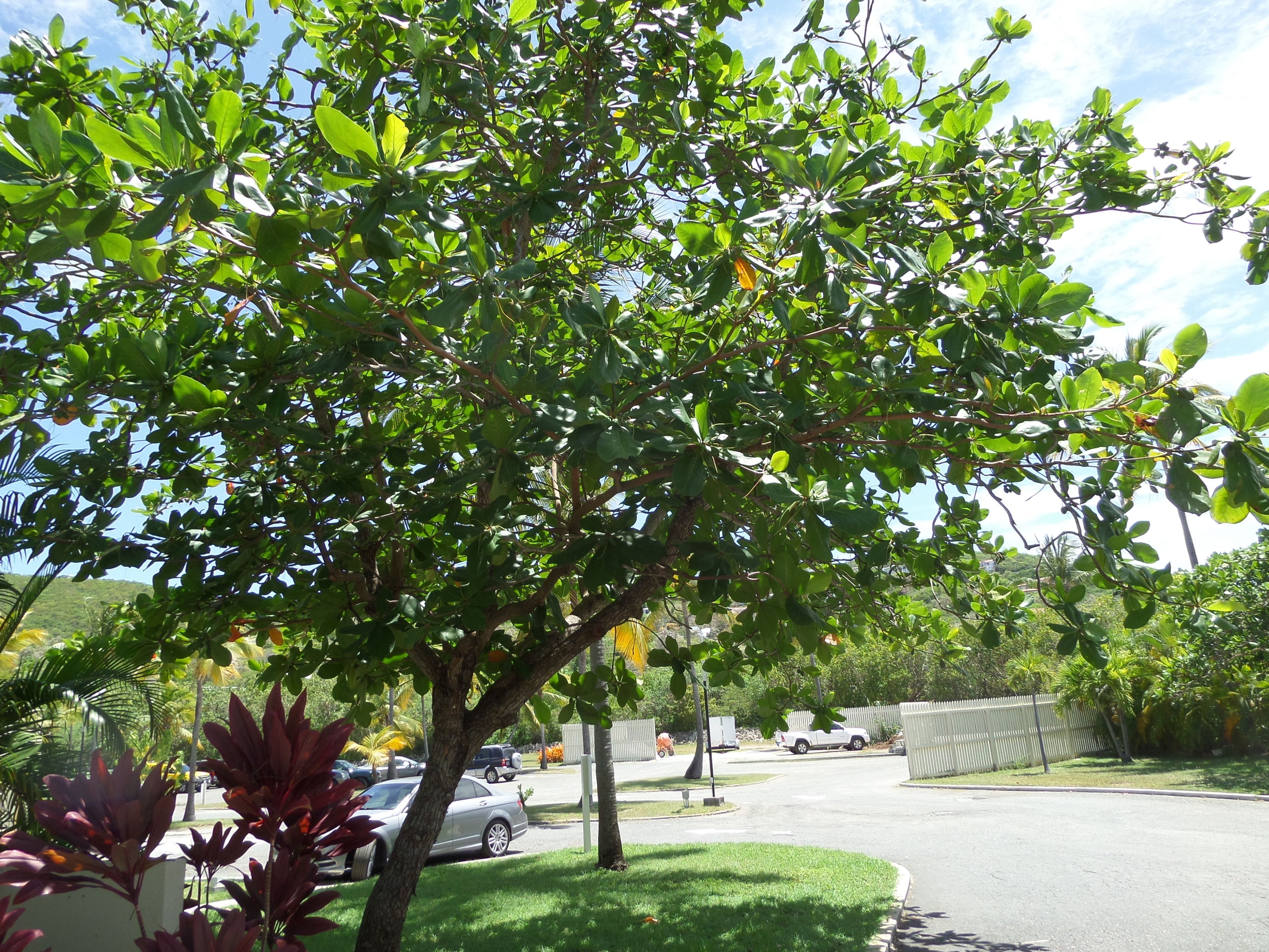 Une rue résidentielle bordée d’arbres, avec une allée et des voitures garées.