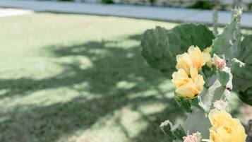 Outdoor wedding area