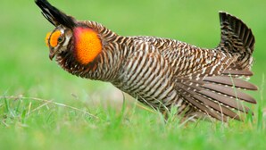 A bird with distinctive orange and black plumage in a grassy field. - Holiday Inn Express & Suites Sealy by IHG (Sealy)