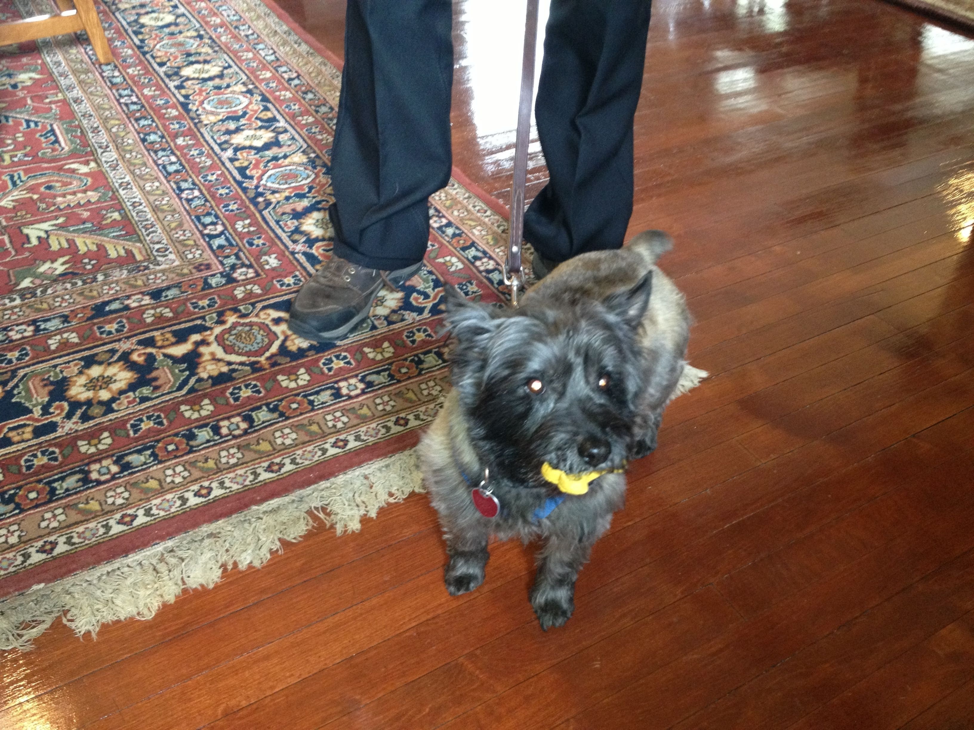 A dog on a wooden floor with a rug in the background.