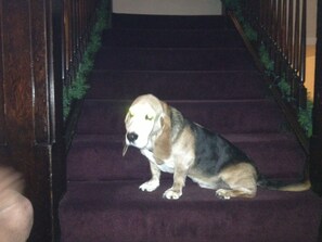 A dog sitting on a dark carpeted staircase.