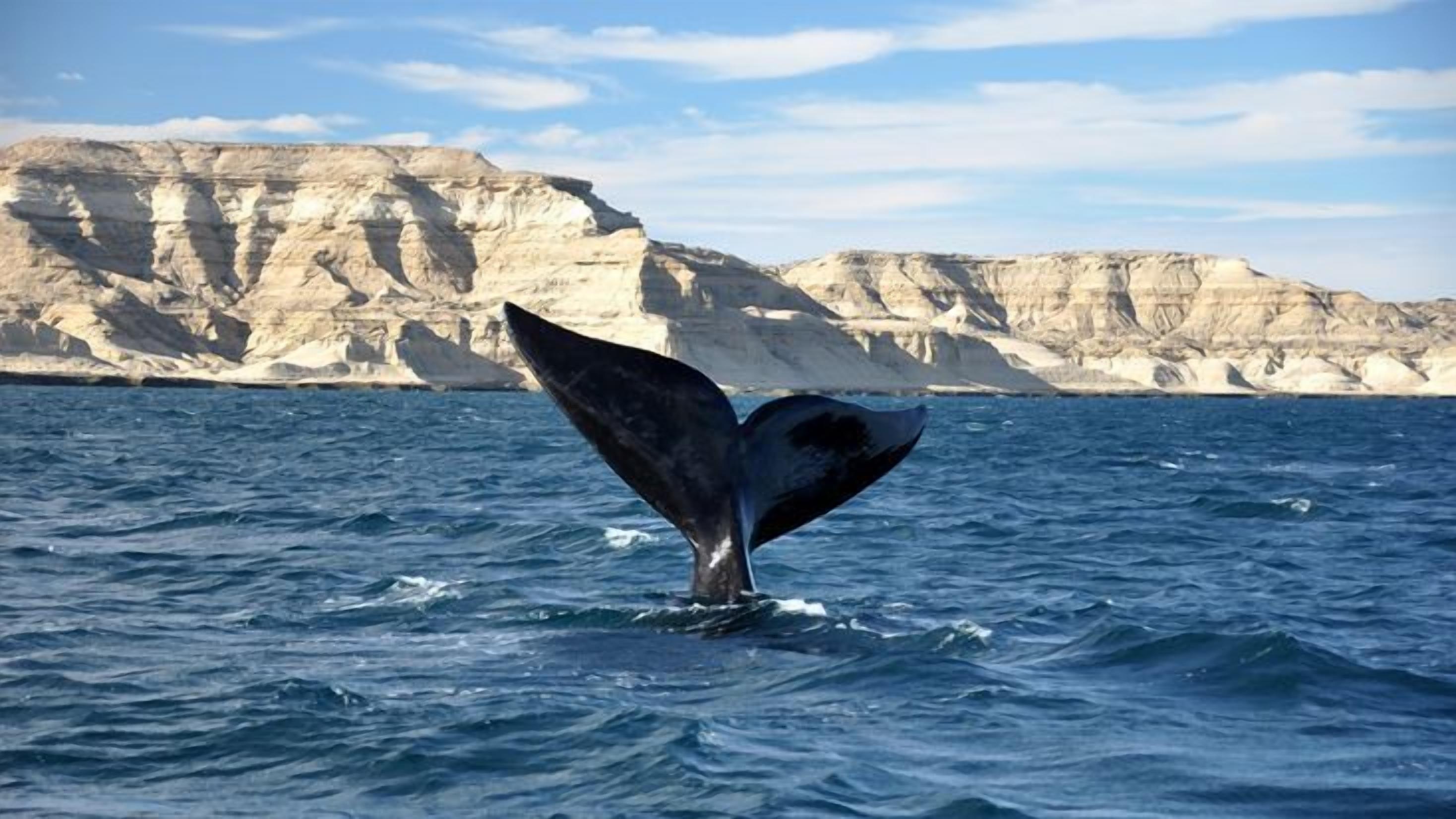 A whale's tail fin above water with a rocky cliff in the background.