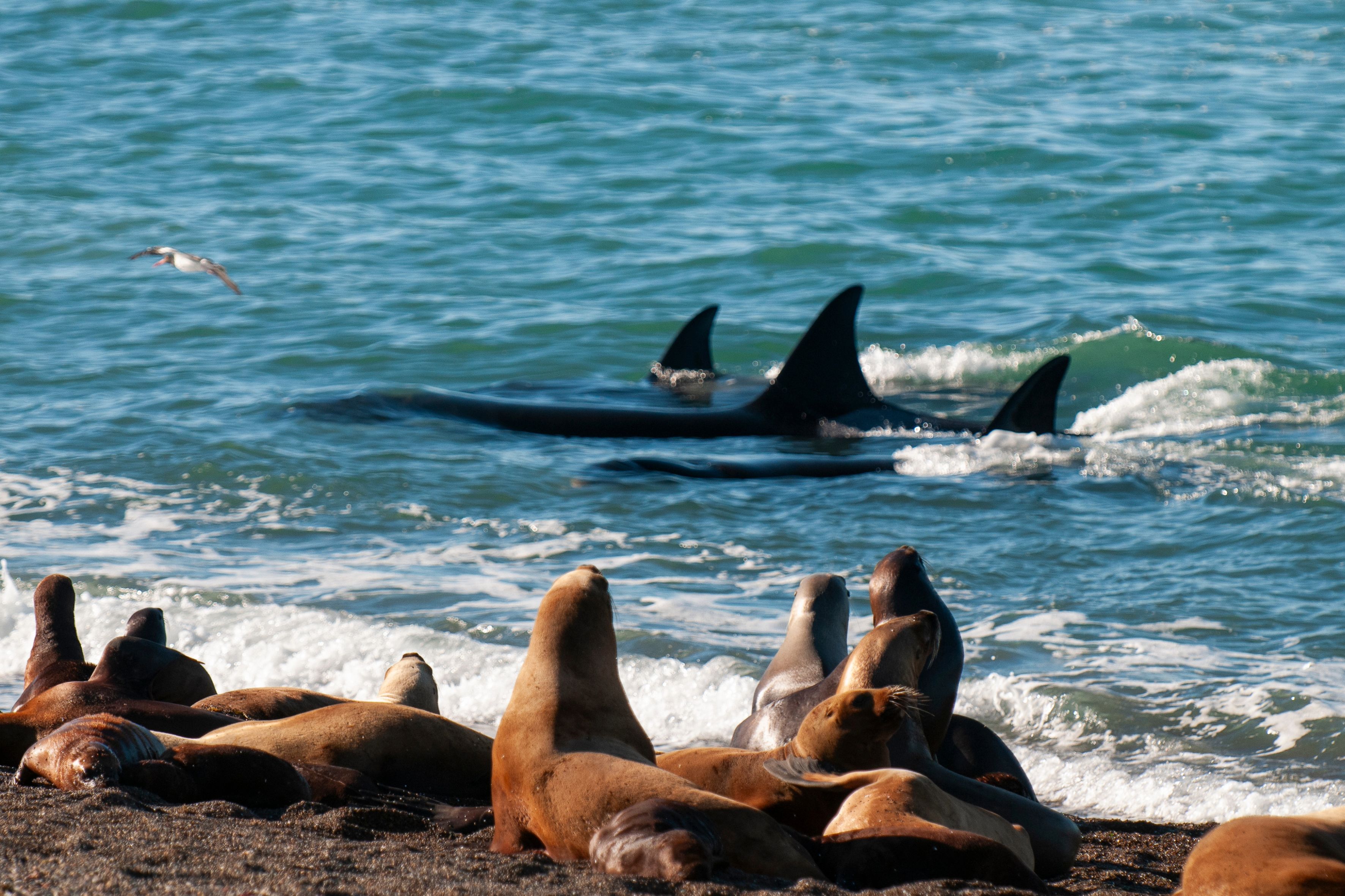 A beach with seals and orcas in the water.