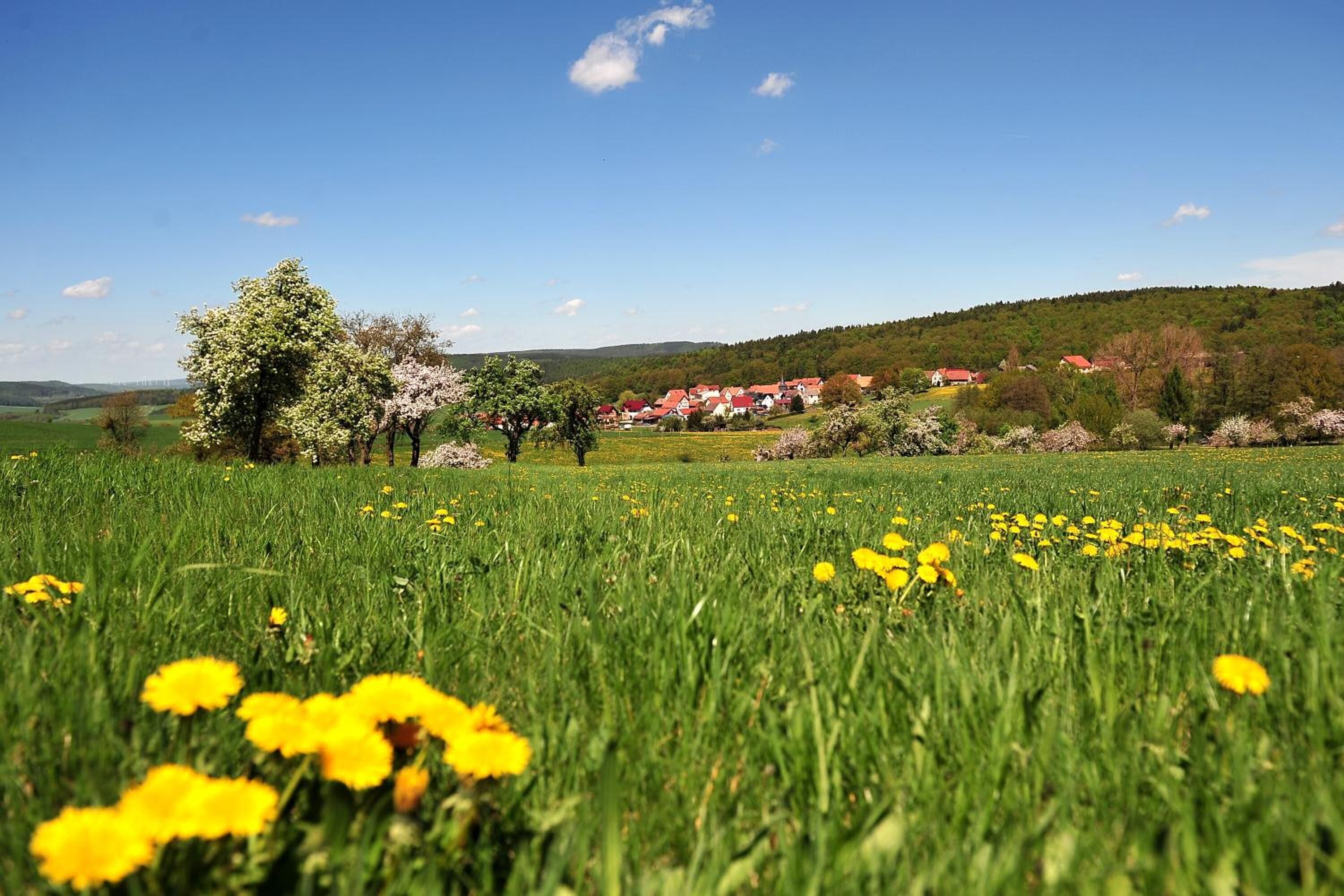 A rural landscape with a field of yellow flowers, a large tree, and a village in the background.