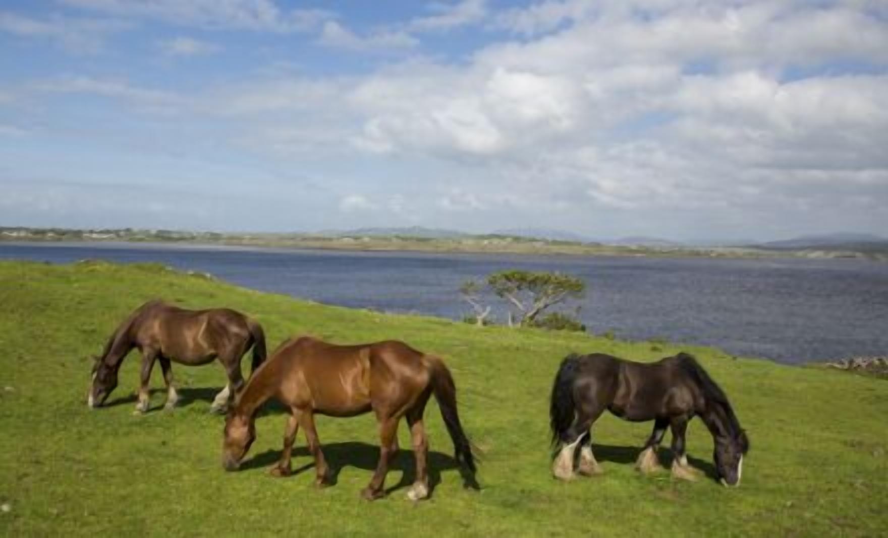 Três cavalos pastando em um campo gramado perto de um corpo d'água.