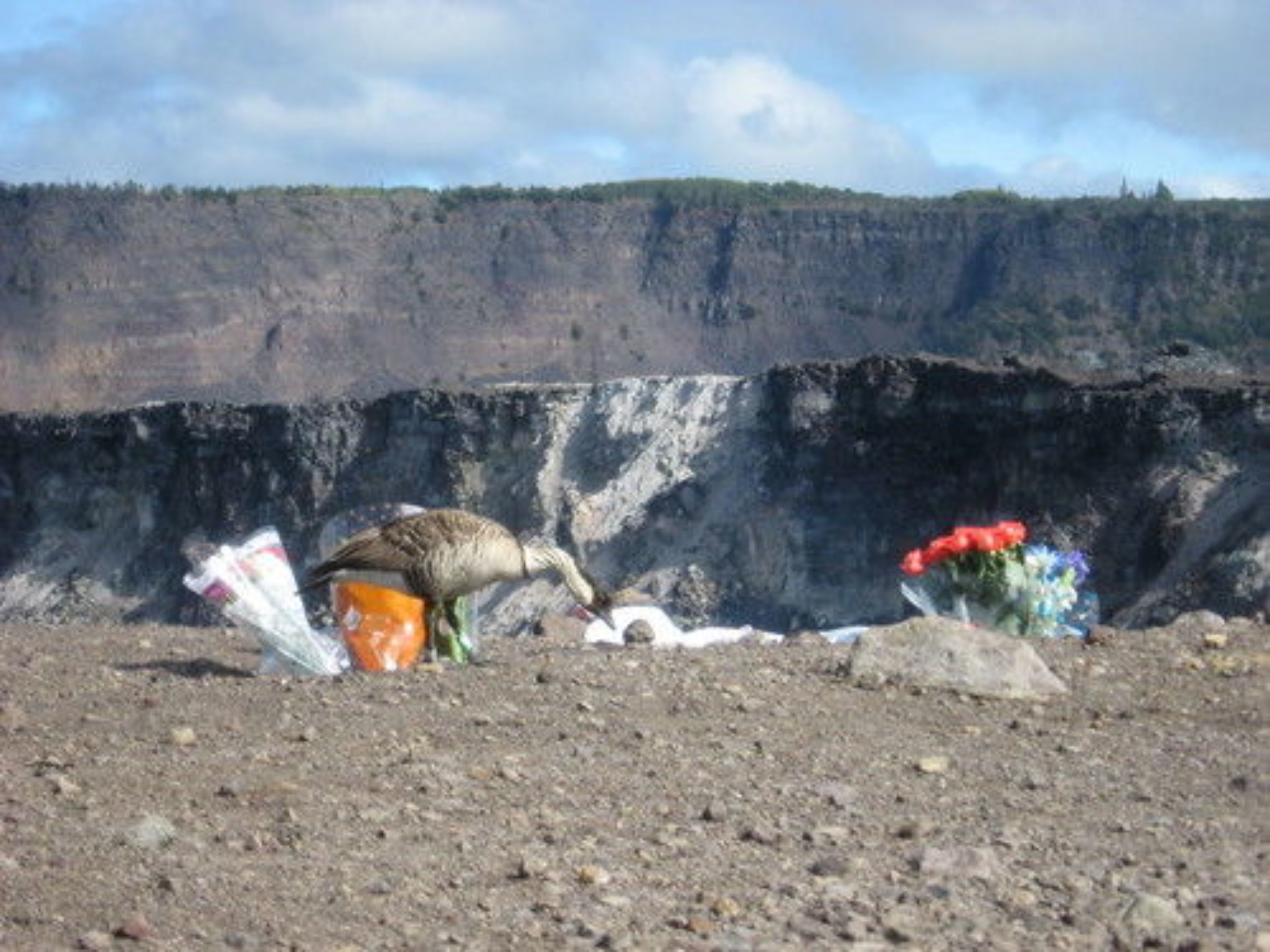 A barren landscape with a bird and a small bouquet of flowers.