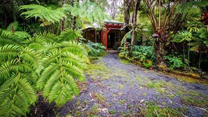 A pathway leading to a building surrounded by dense ferns and tropical vegetation.