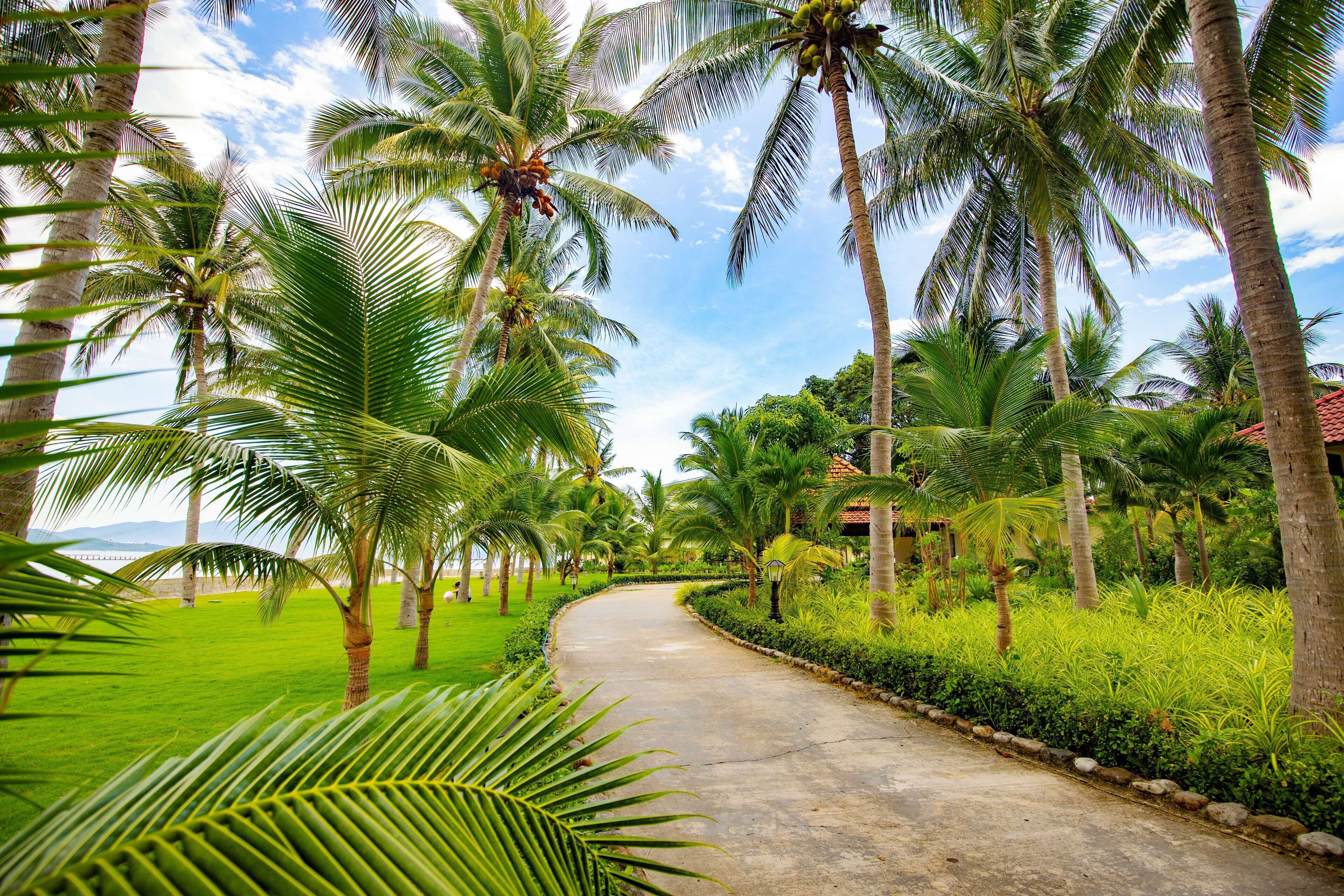 A paved pathway flanked by palm trees and lush greenery, leading to a building with a red roof.