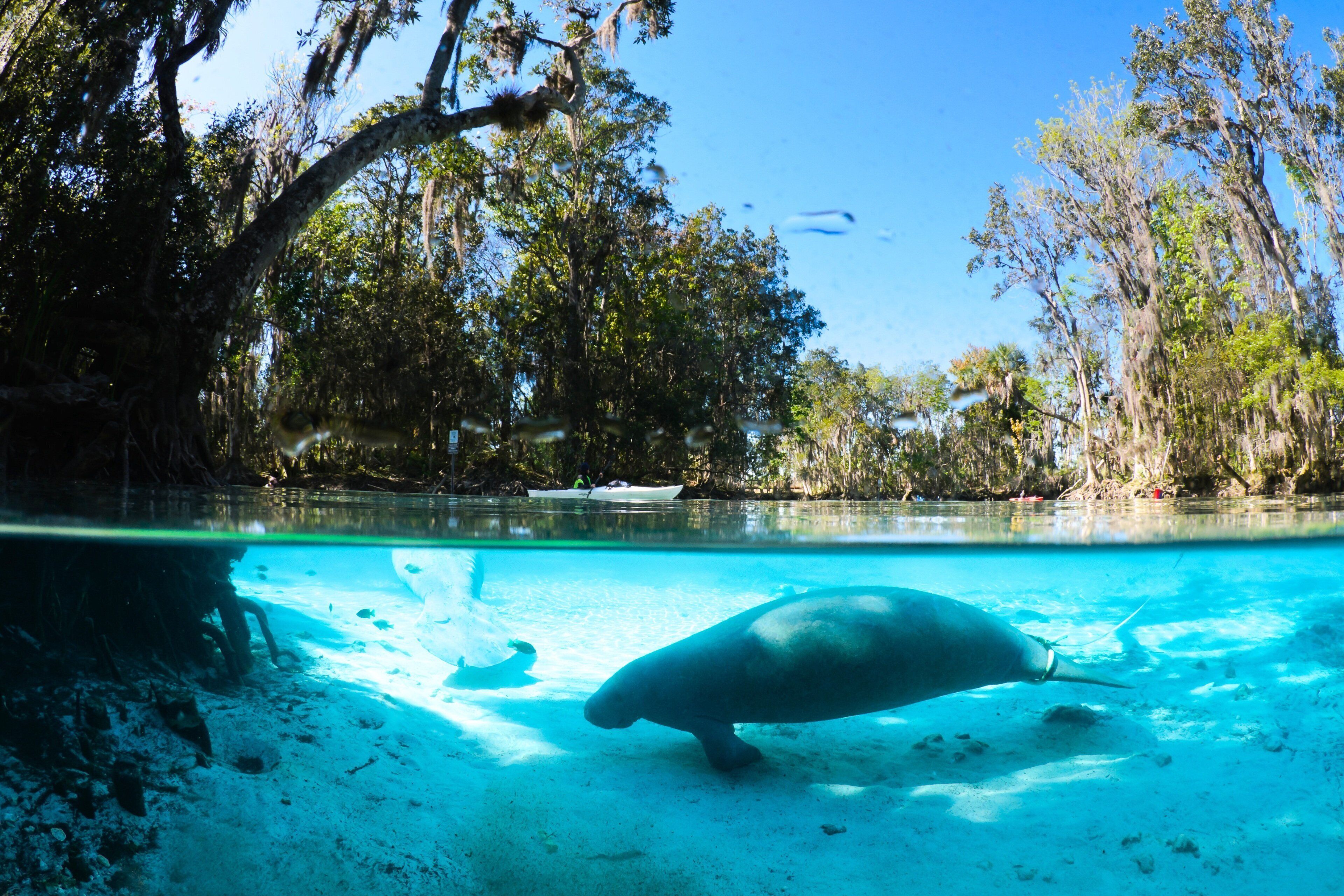 A clear view of a water body with a manatee swimming, surrounded by trees and a boat in the background.