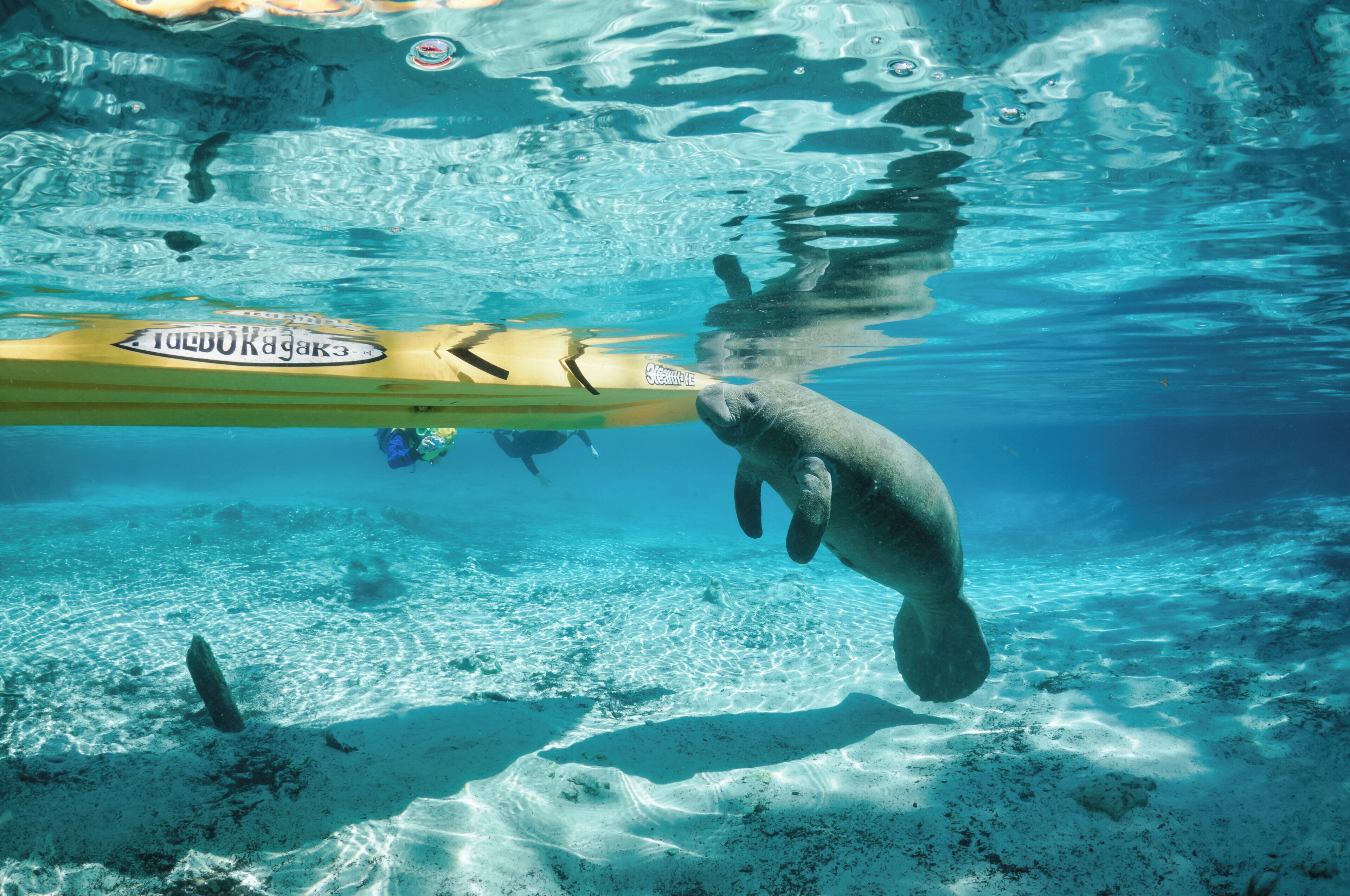 An underwater scene with a manatee swimming near a yellow kayak.