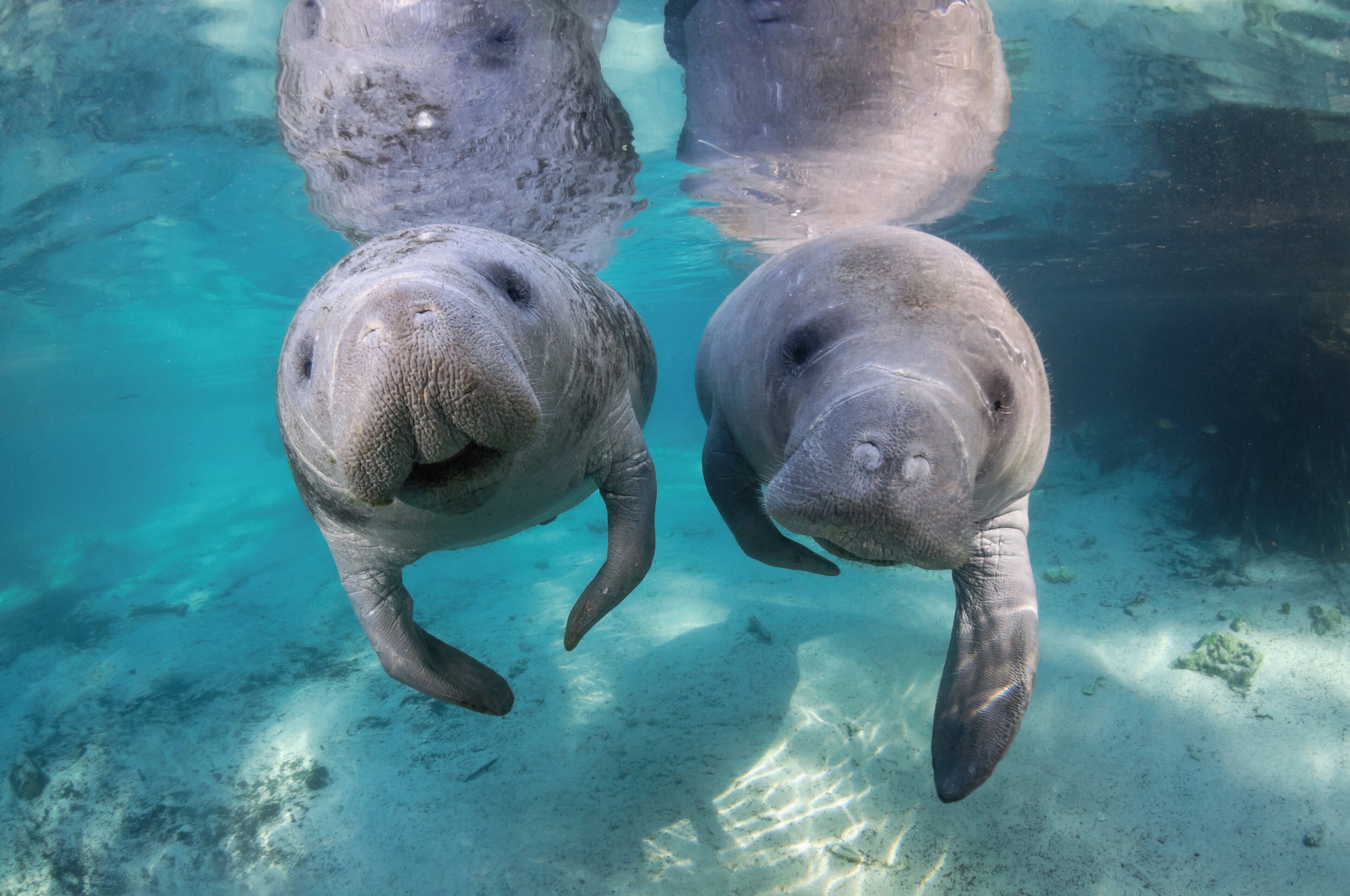 Two manatees swimming in clear water.