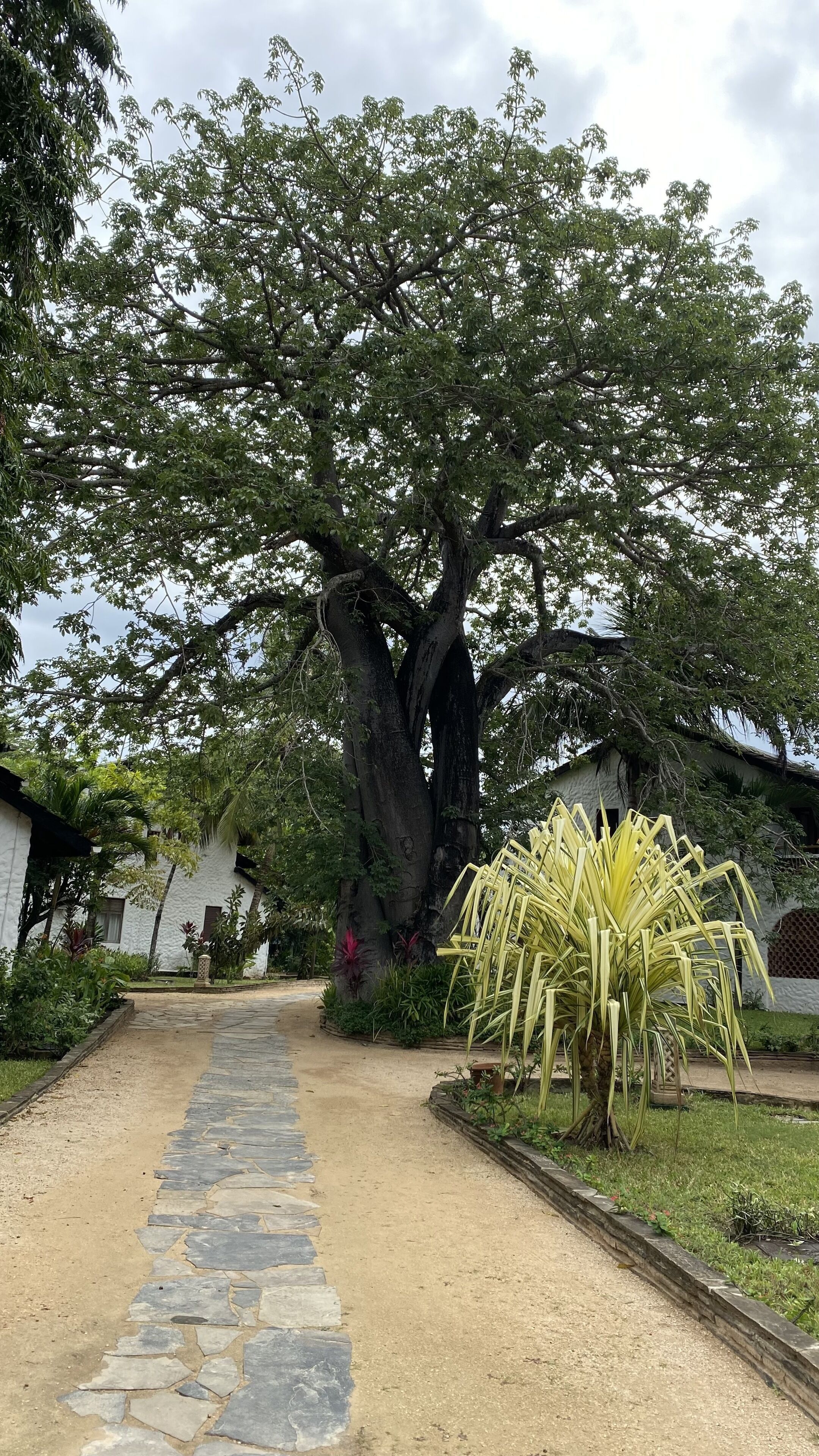 Foto - Pinewood Beach Resort and Spa