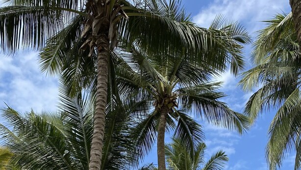 A beach with palm trees and thatched umbrellas, a sandy path, and lounge chairs. - Pinewood Beach Resort and Spa (Diani Beach)
