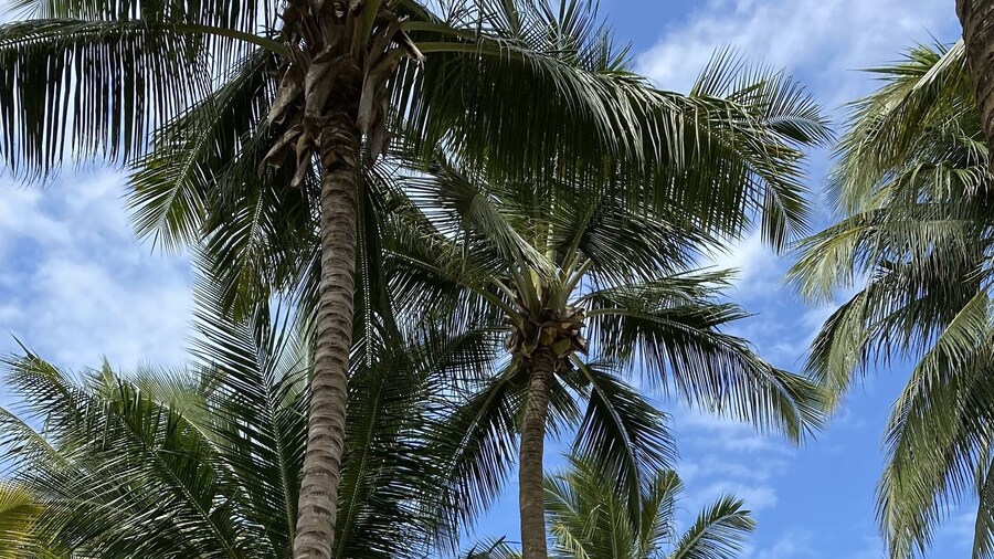 Pinewood Beach Resort and Spa